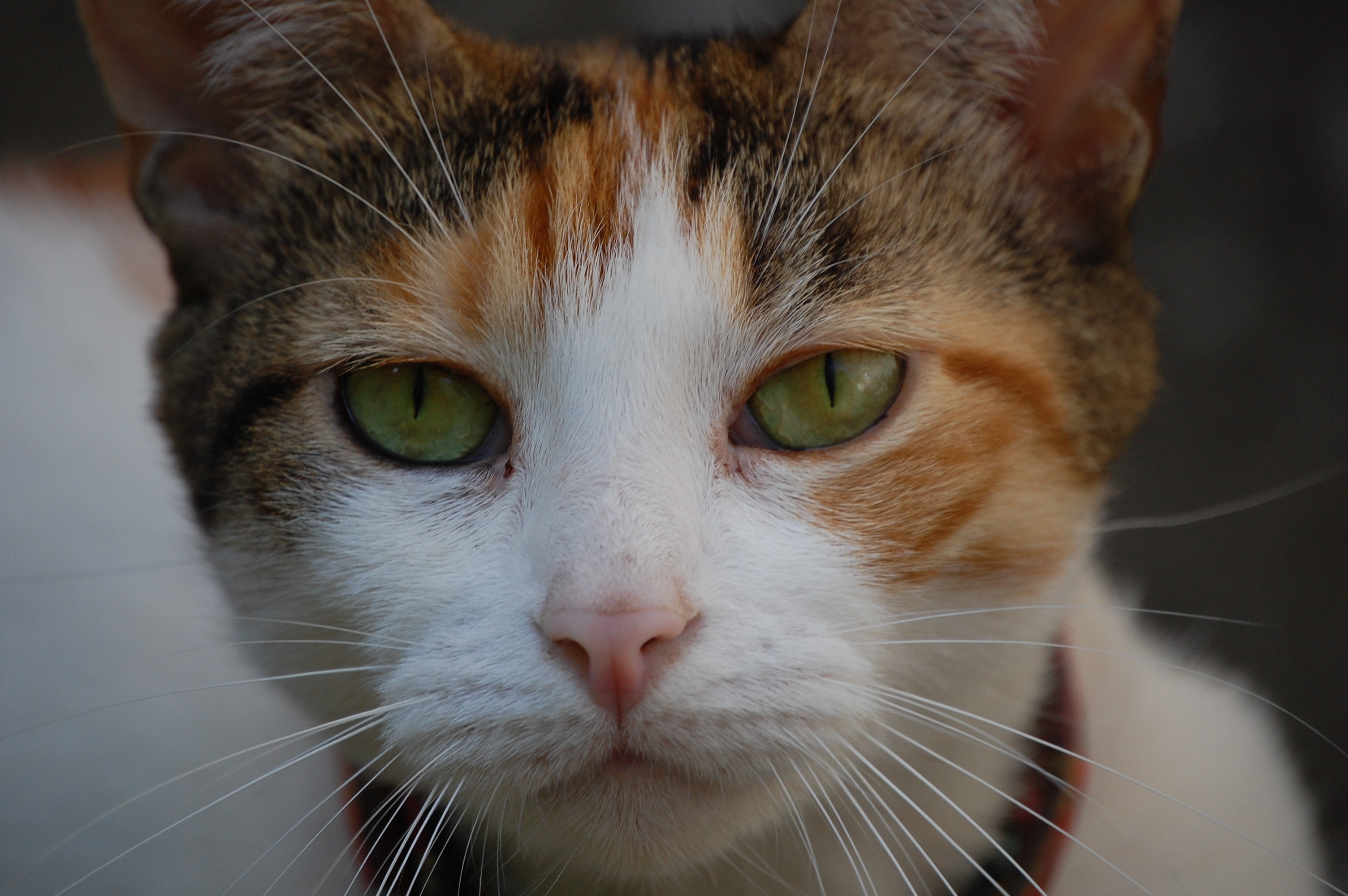 Handy-Wallpaper Tiere, Katzen, Katze kostenlos herunterladen.