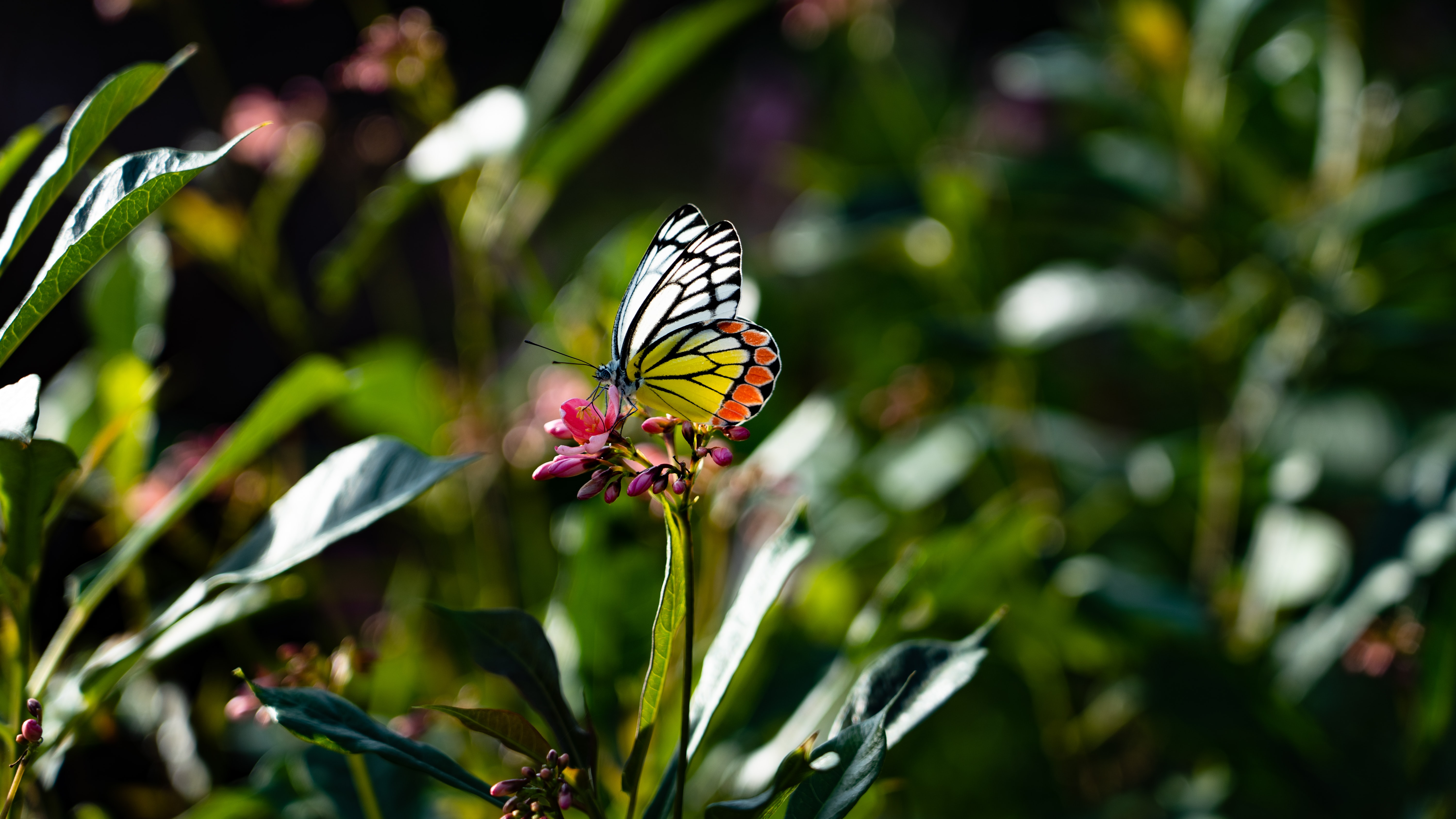 butterfly, flower, animals, macro, wings Full HD