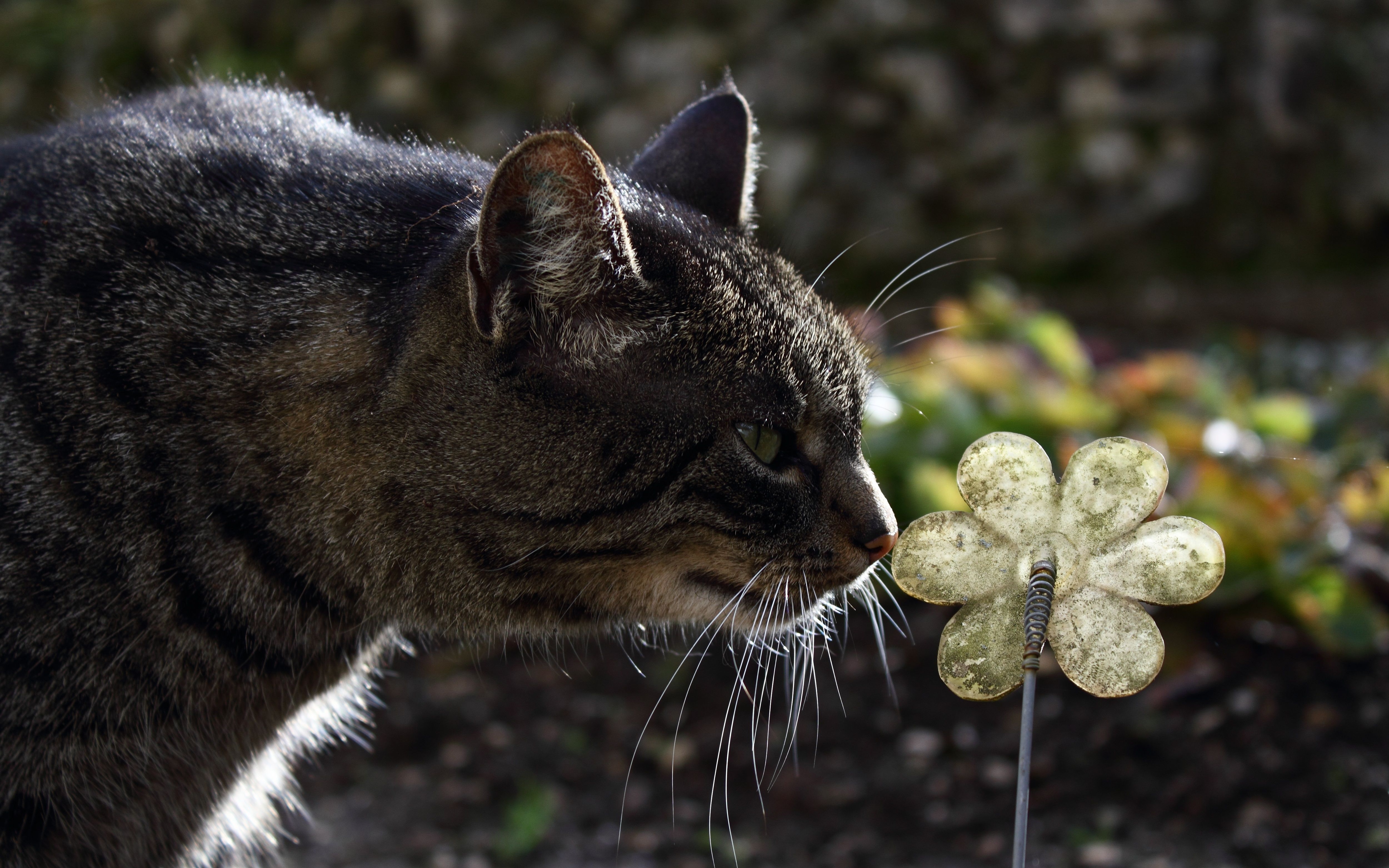 Free download wallpaper Muzzle, Striped, Animals, Flower, Cat on your PC desktop