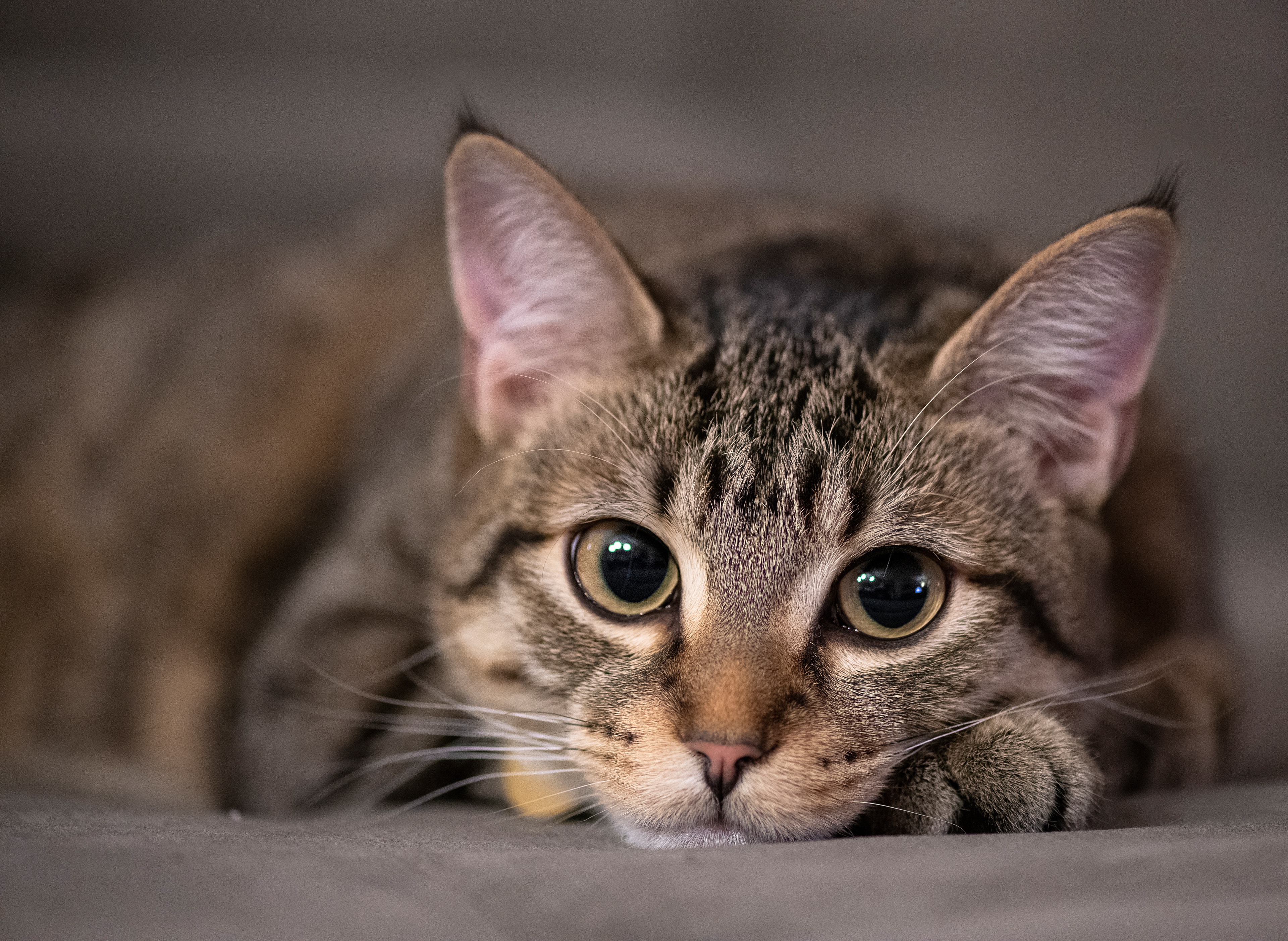 463546 Protetores de tela e papéis de parede Gatos em seu telefone. Baixe  fotos gratuitamente