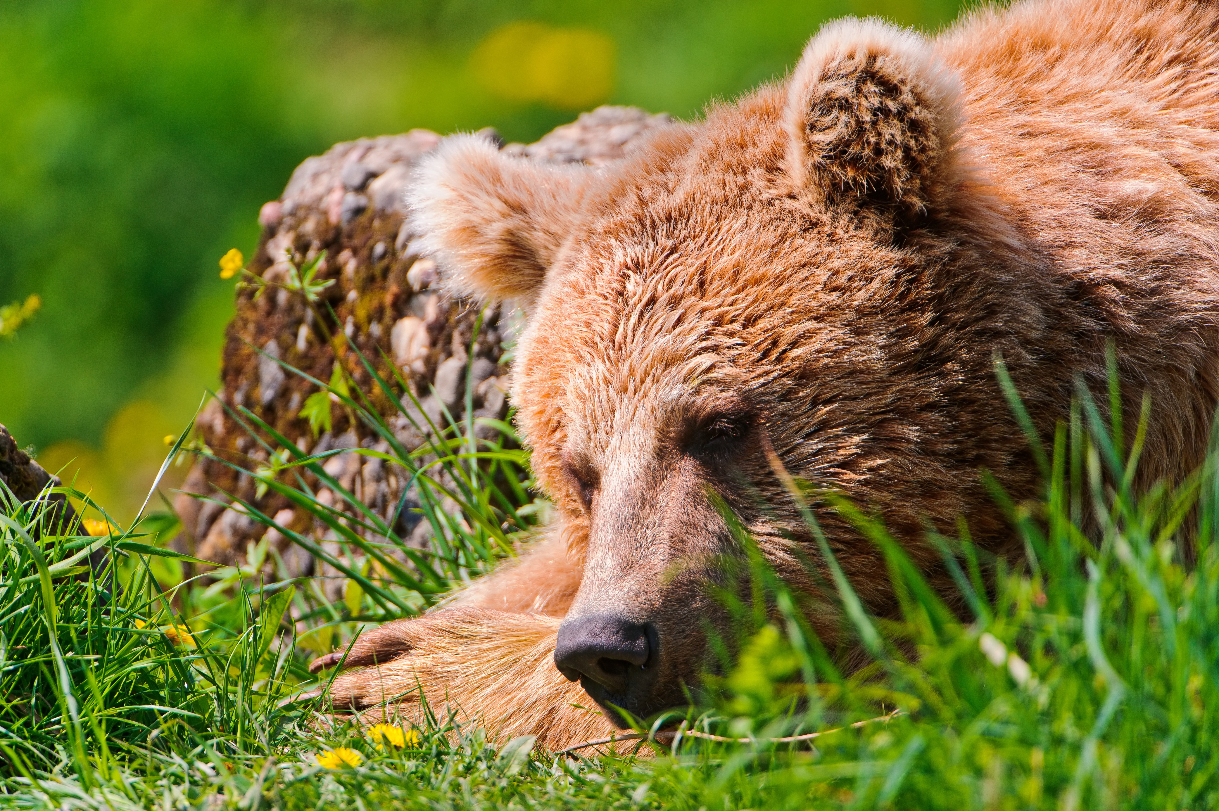 85217 скачать картинку медведь, лежать, животные, трава, морда, уставший - обои и заставки бесплатно