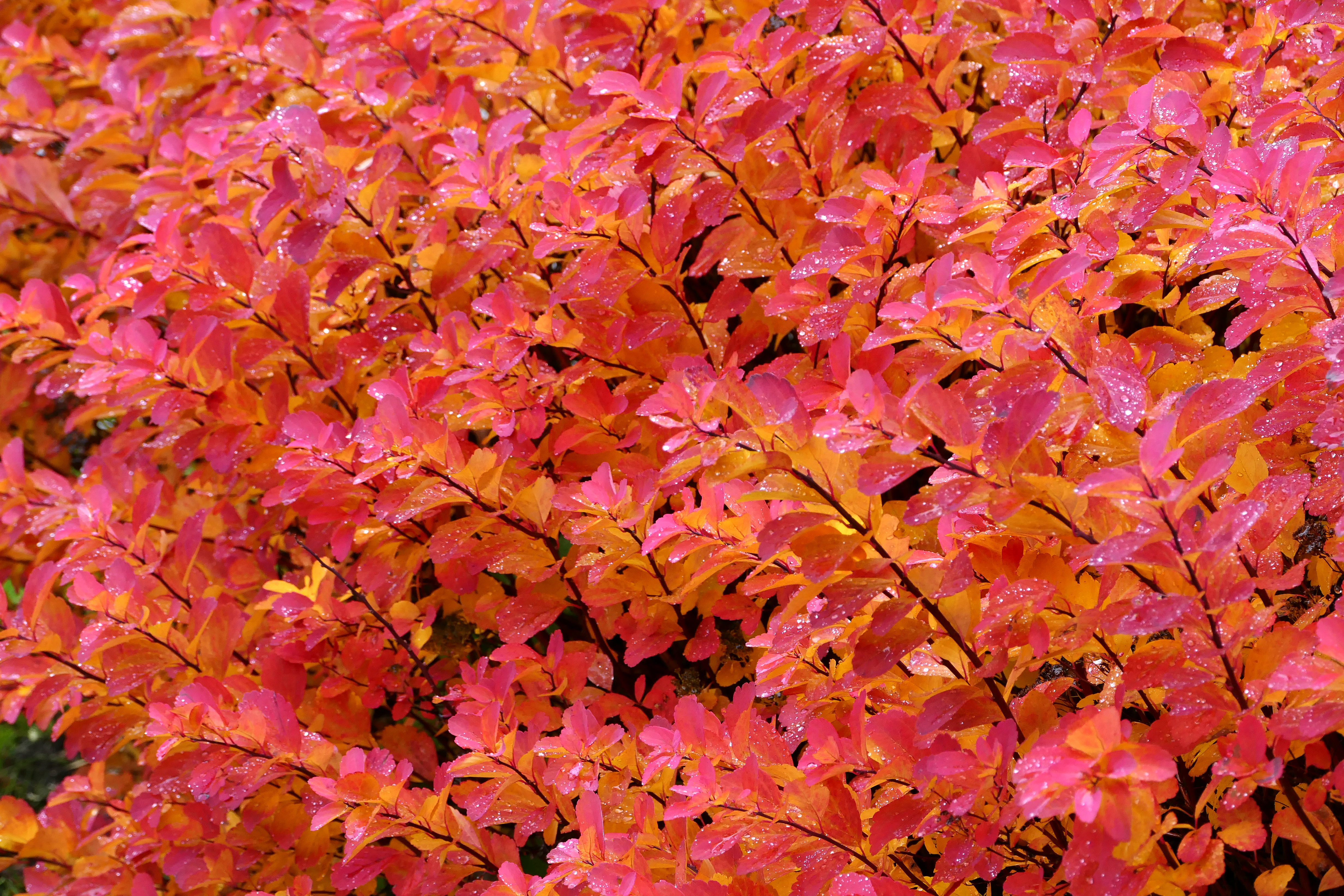 Download mobile wallpaper Macro, Branches, Leaves, Drops, Pink for free.