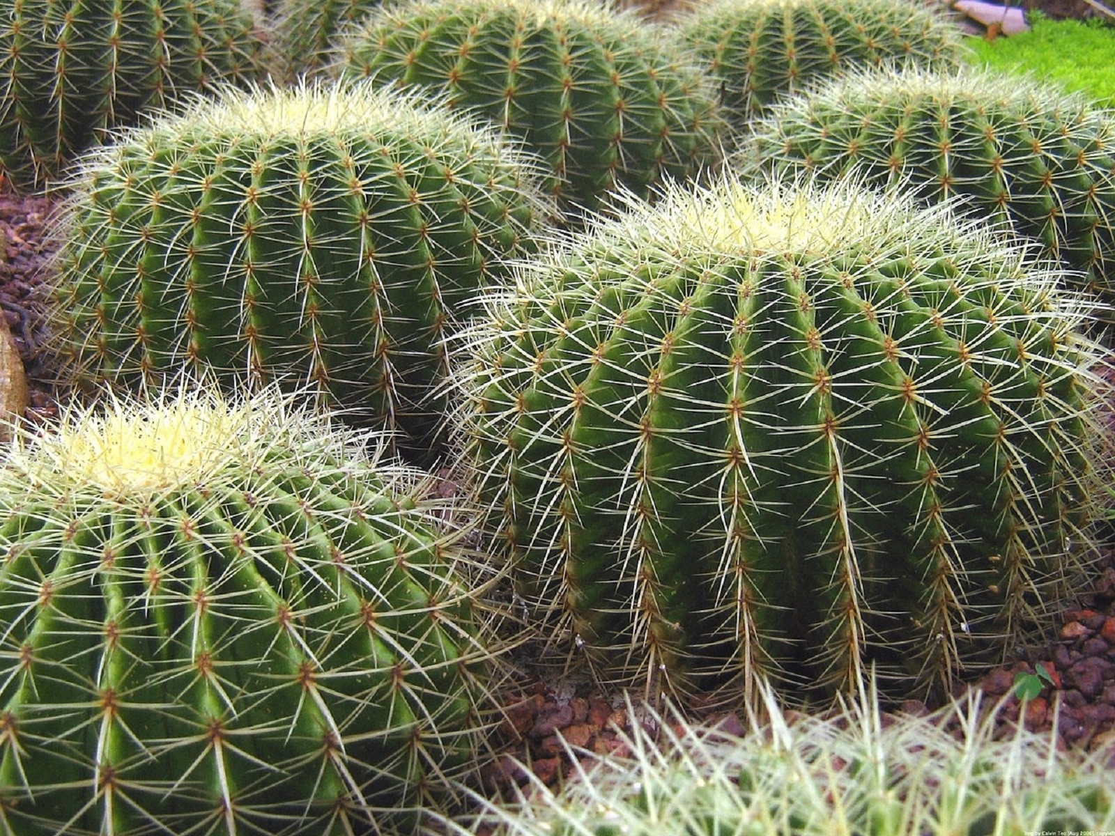 Téléchargez gratuitement l'image Cactus, La Nature, Terre/nature sur le bureau de votre PC