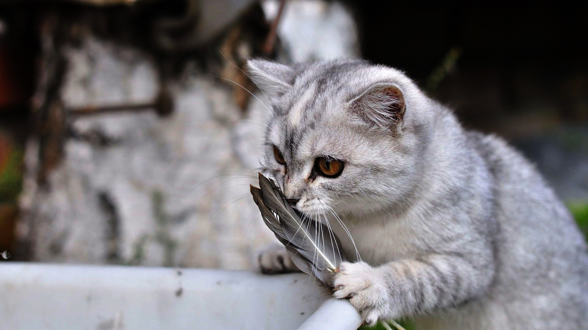 Baixar papel de parede para celular de Animais, Gato gratuito.