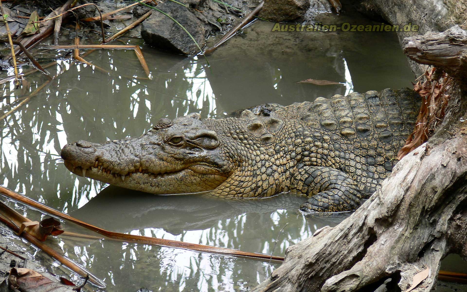 317959 Bild herunterladen tiere, krokodil, reptilien - Hintergrundbilder und Bildschirmschoner kostenlos