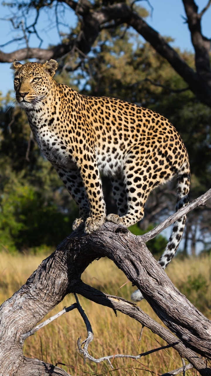 Descarga gratuita de fondo de pantalla para móvil de Animales, Gatos, Leopardo.