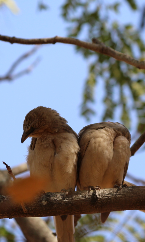 Baixar papel de parede para celular de Animais, Aves, Pássaro gratuito.