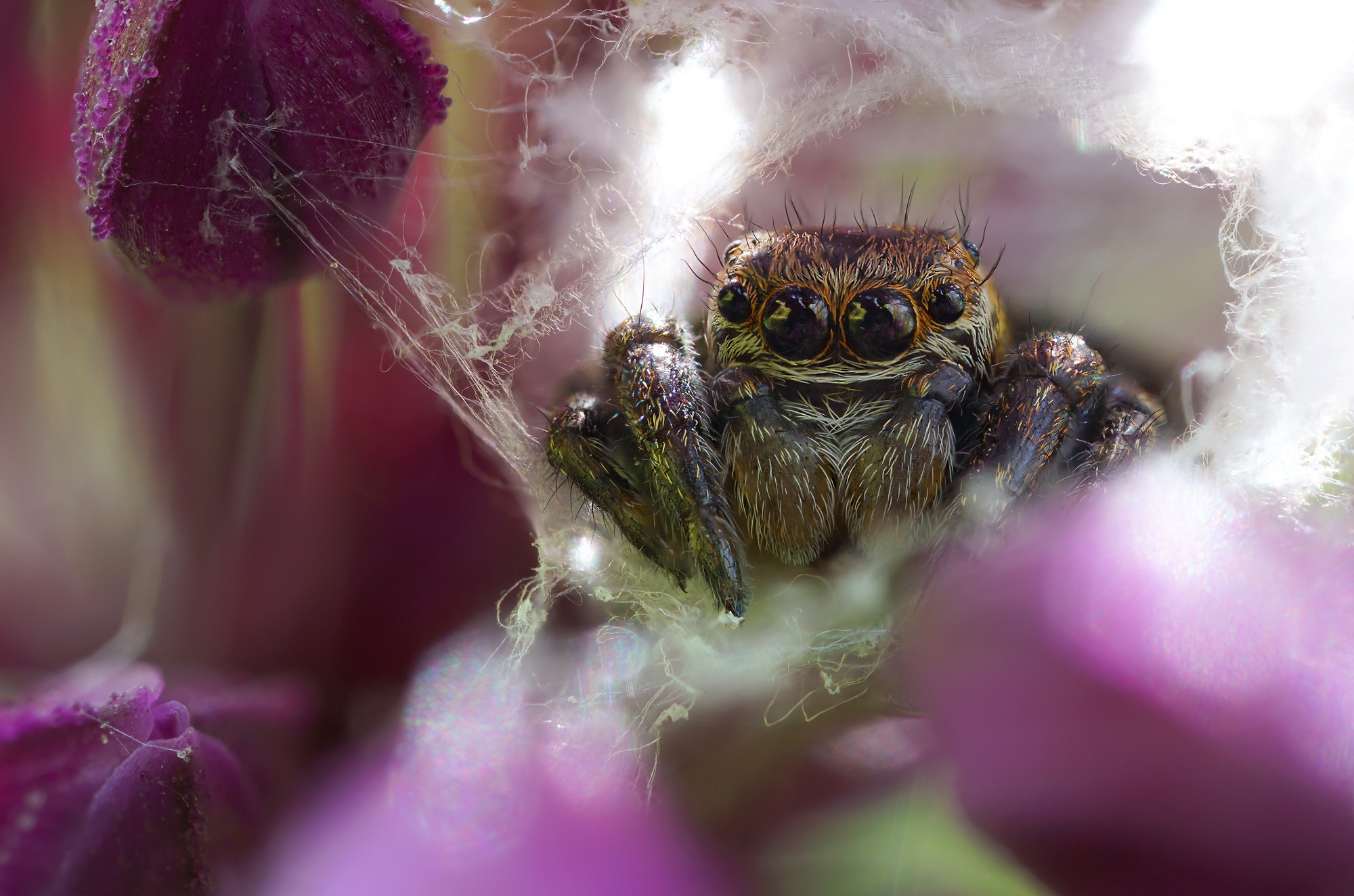 Free download wallpaper Spiders, Macro, Animal, Spider, Arachnid on your PC desktop