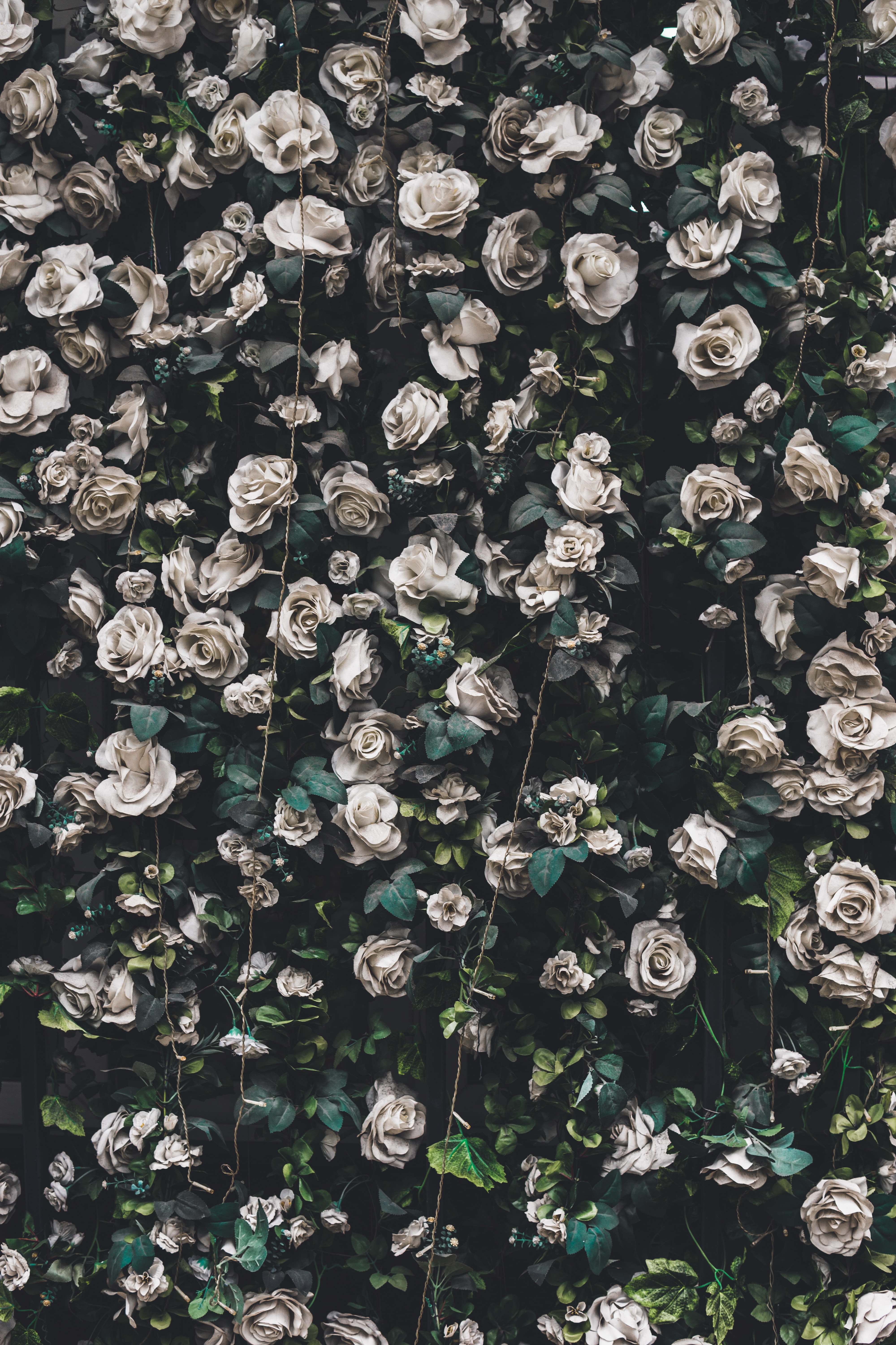 116723 descargar imagen flores, roses, florecer, floración, guirnalda, guirnaldas: fondos de pantalla y protectores de pantalla gratis
