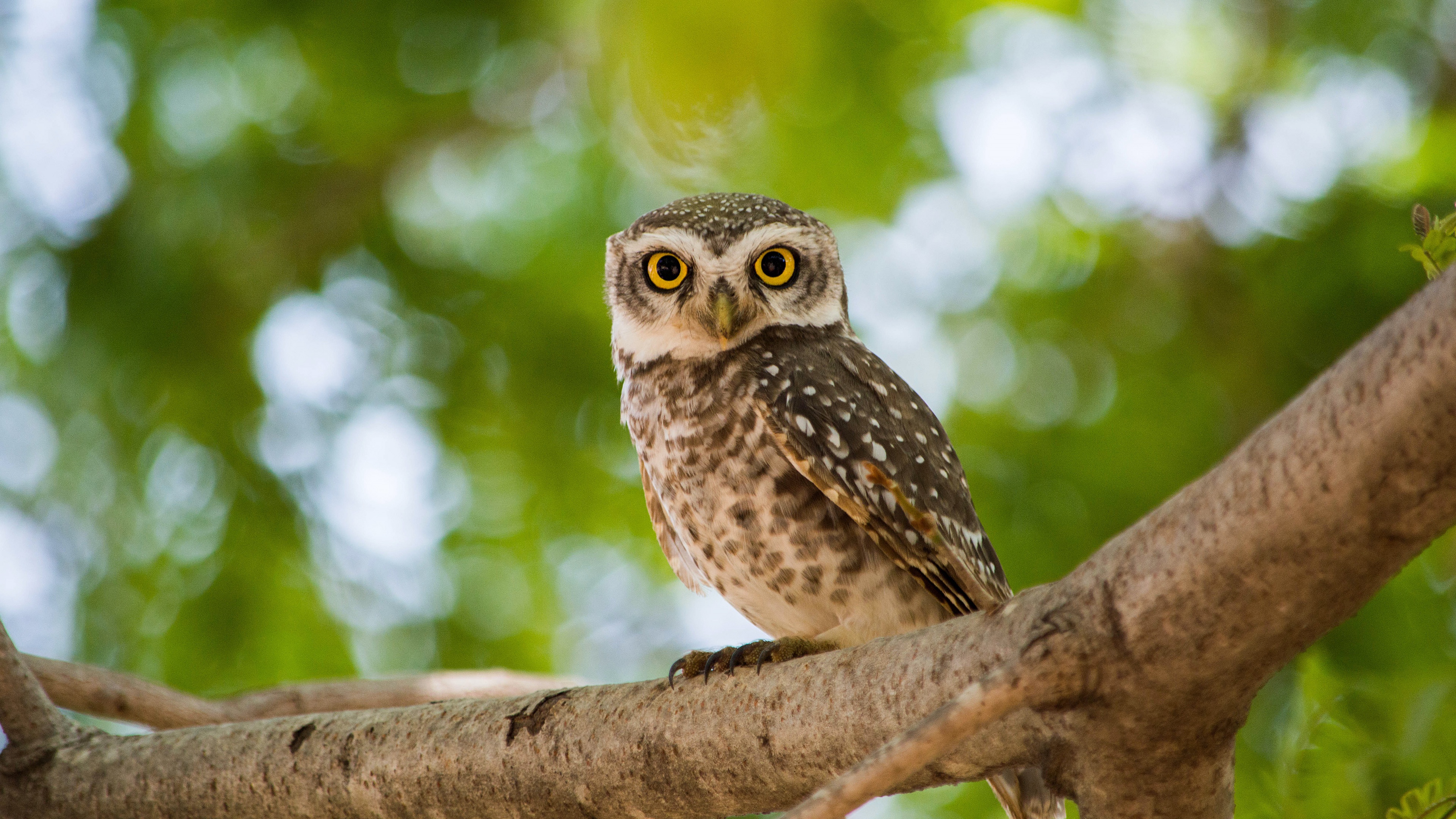 Download mobile wallpaper Birds, Owl, Bird, Branch, Animal, Bokeh for free.
