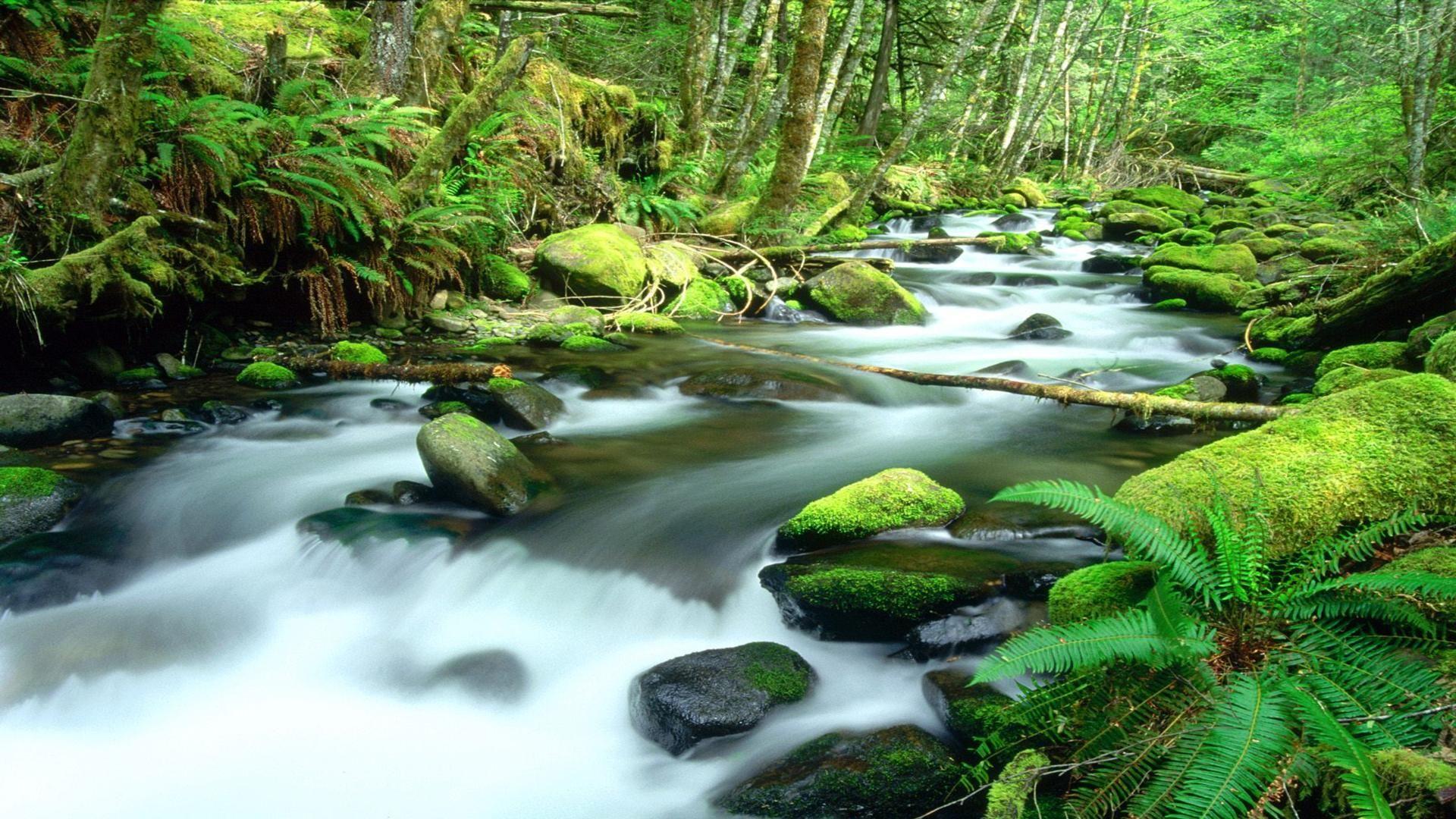 Laden Sie Daintree Regenwald HD-Desktop-Hintergründe herunter