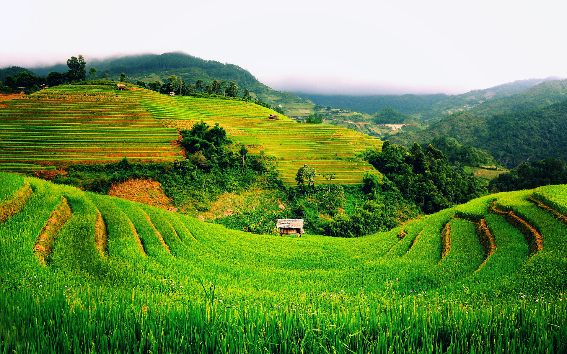 green, hill, earth, field, photography, vietnam
