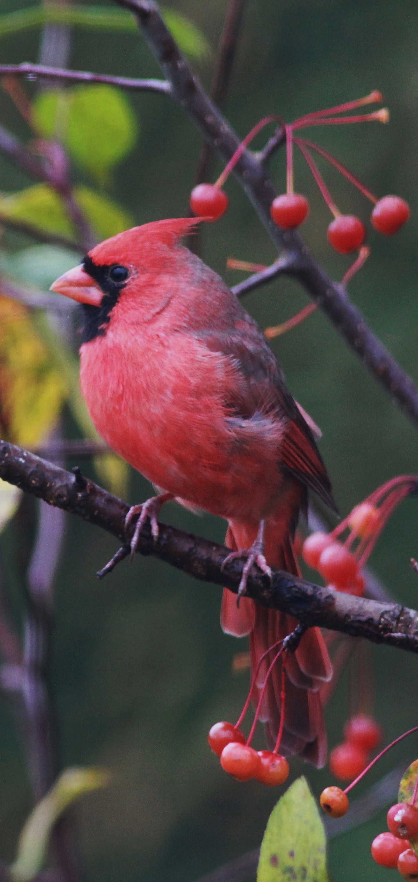Download mobile wallpaper Birds, Bird, Animal, Cardinal, Passerine for free.