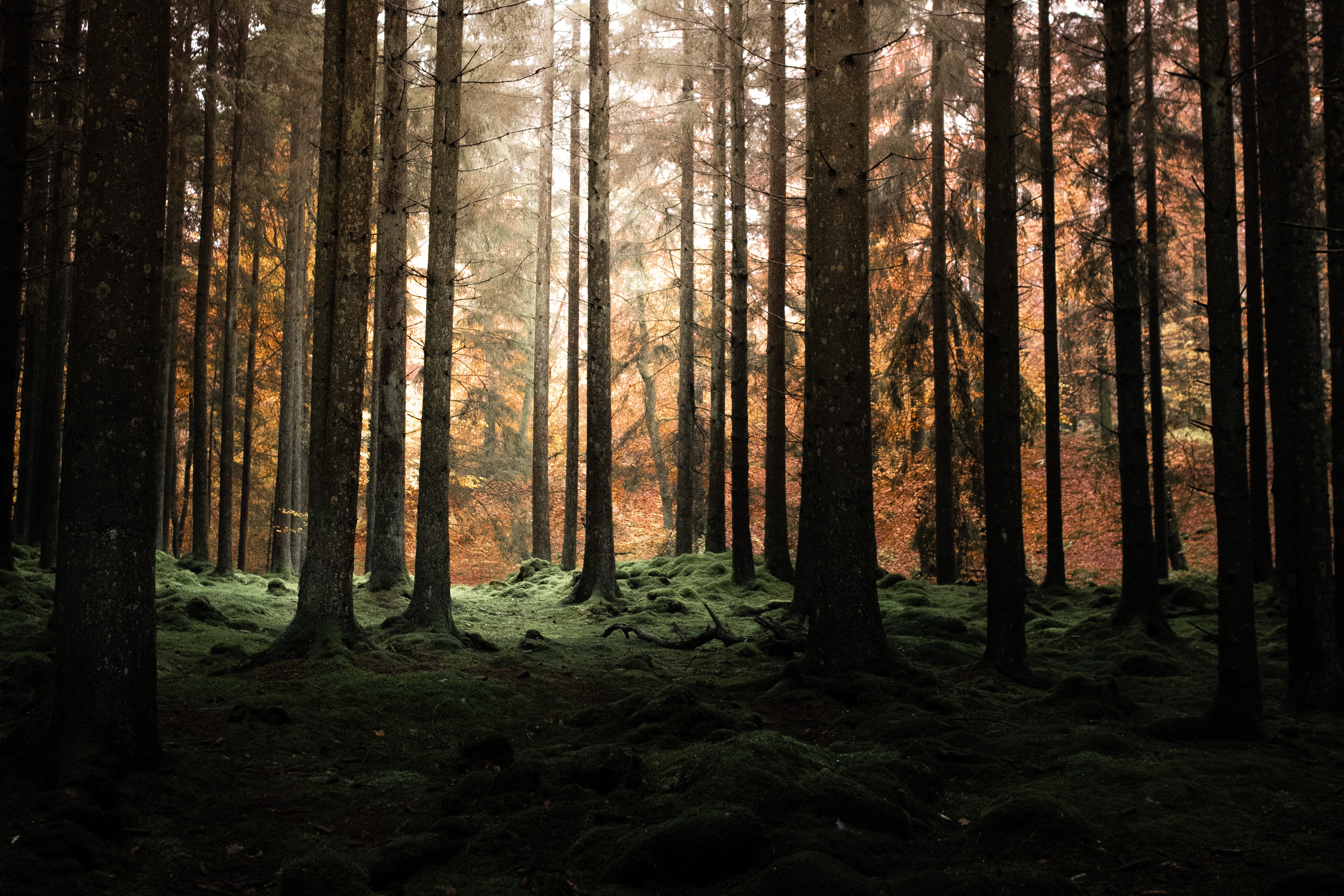 PCデスクトップに自然, 木, 松, 森, 夕暮れ, 森林, 薄明画像を無料でダウンロード