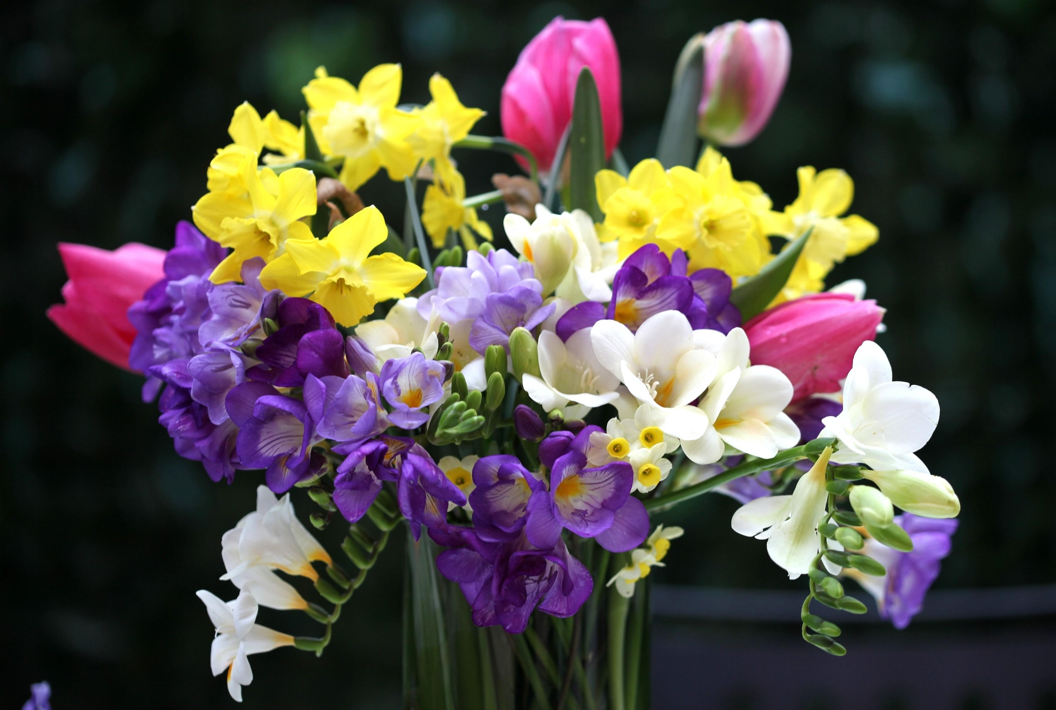 flowers, tulips, narcissussi, bouquet, vase, freesia 32K