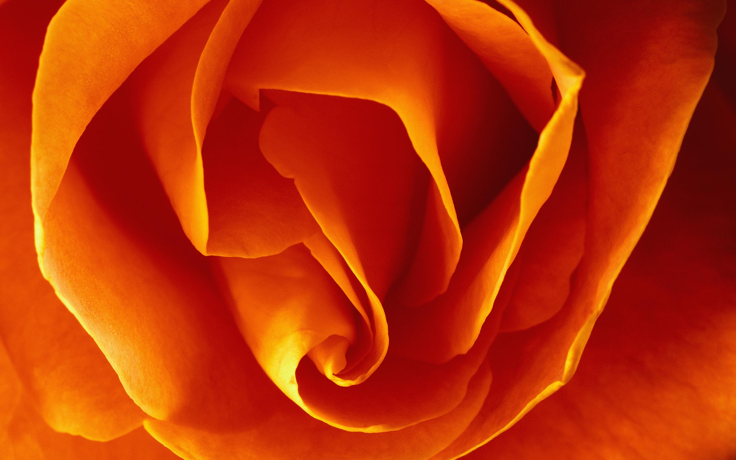 521129 descargar fondo de pantalla color naranja), macrofotografía, tierra/naturaleza, flor, de cerca, rosa, flores: protectores de pantalla e imágenes gratis