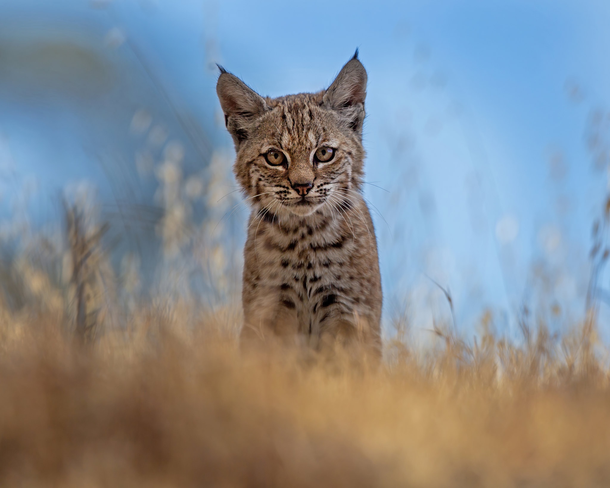 Laden Sie das Tiere, Katzen, Luchs-Bild kostenlos auf Ihren PC-Desktop herunter