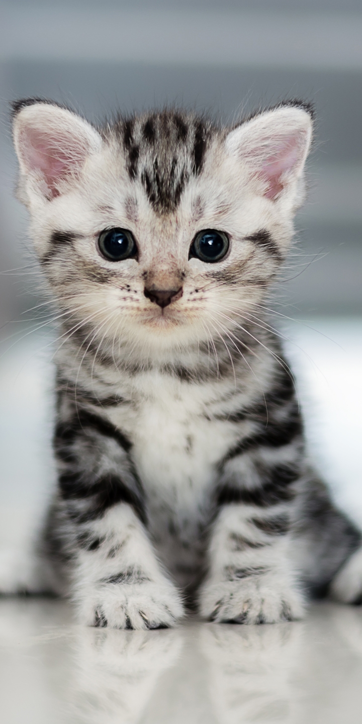 Download mobile wallpaper Cats, Cat, Kitten, Animal, Baby Animal for free.