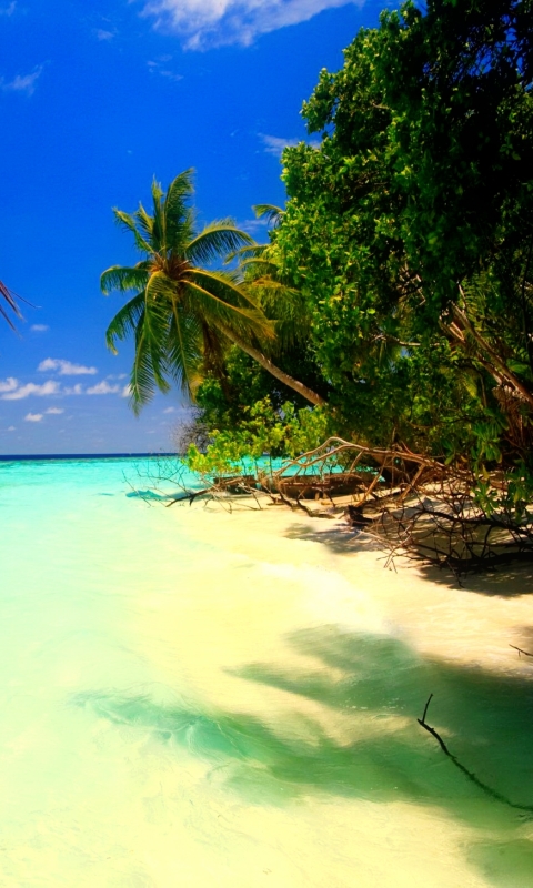 Скачать картинку Пляж, Пальмы, Горизонт, Пальма, Тропический, Земля/природа в телефон бесплатно.