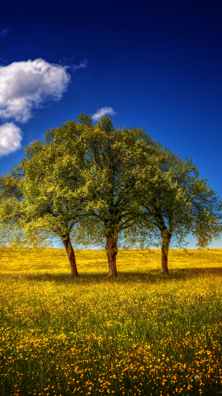 Download mobile wallpaper Trees, Sky, Tree, Earth, Spring, Cloud for free.