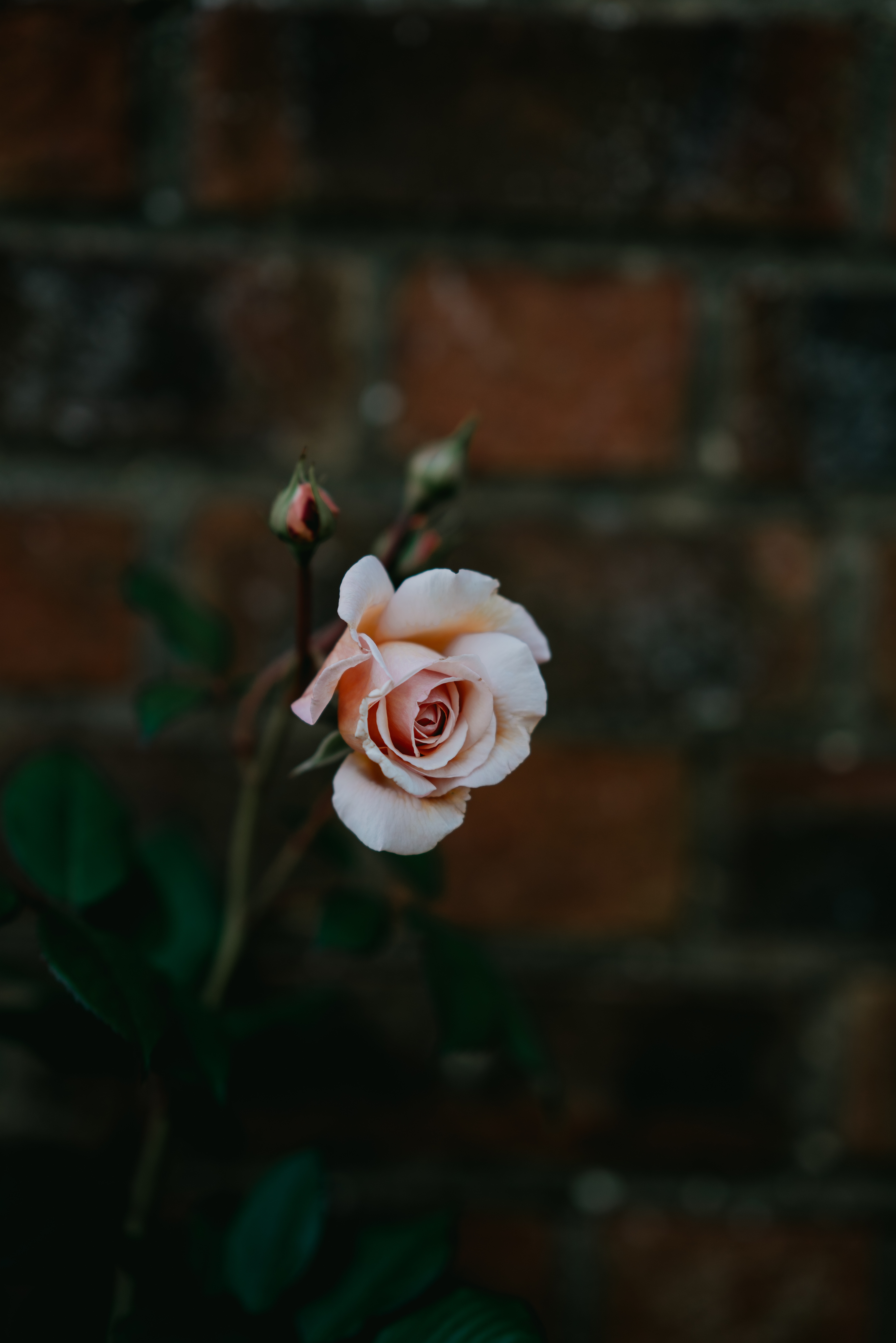 Téléchargez des papiers peints mobile Fleurs, Flou, Pétales, Bourgeon, Lisse, Une Rose, Rose gratuitement.