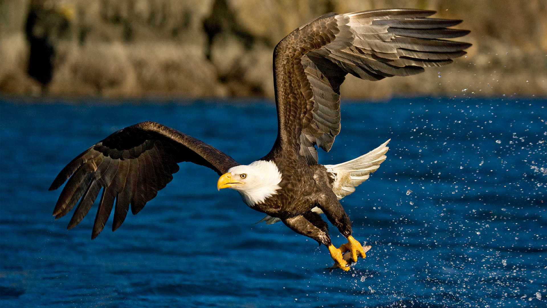 Téléchargez gratuitement l'image Animaux, Oiseau, Pygargue À Tête Blanche sur le bureau de votre PC