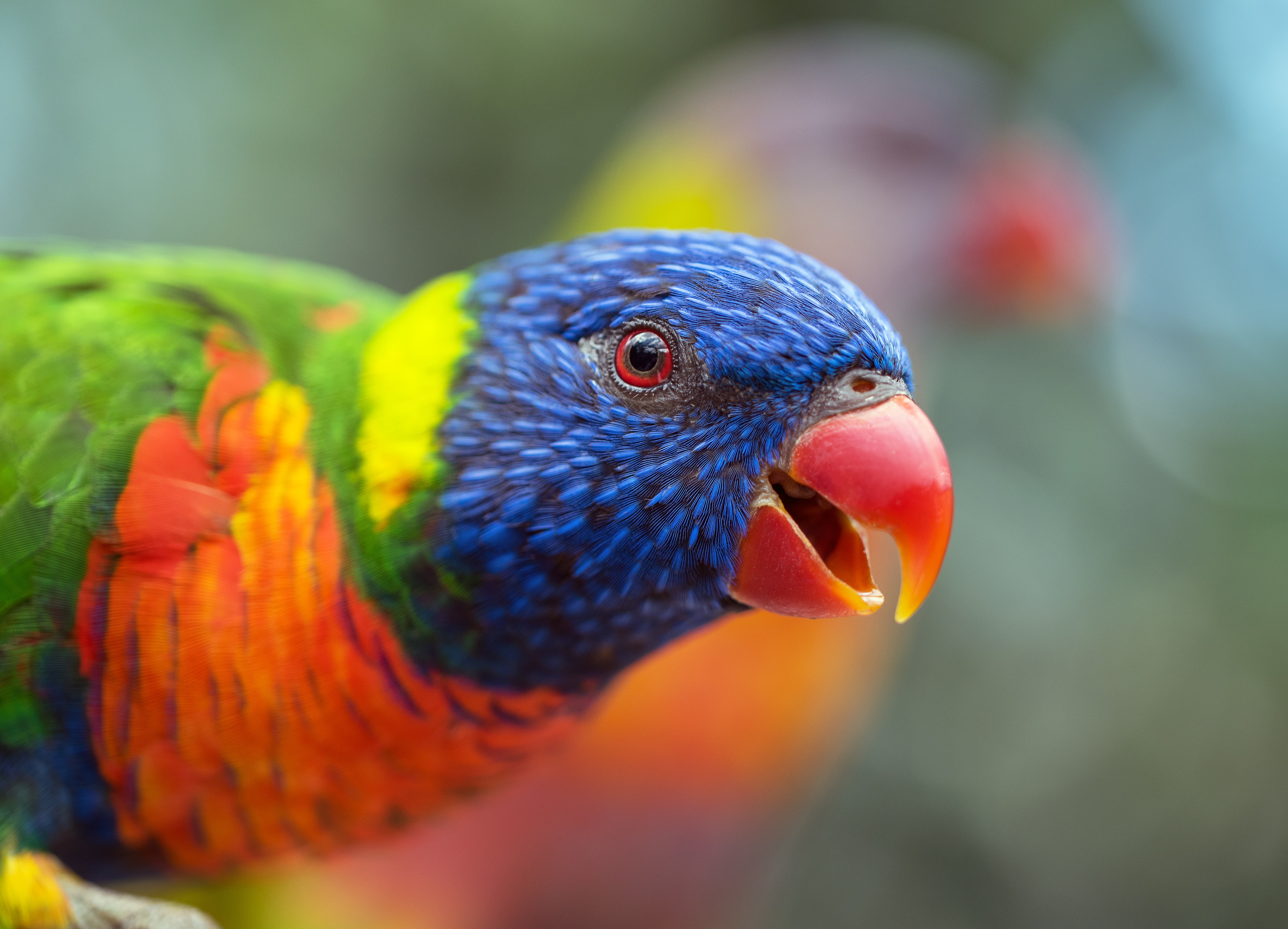 laurie, lori, animals, parrots, rainbow, bird, beak, iridescent