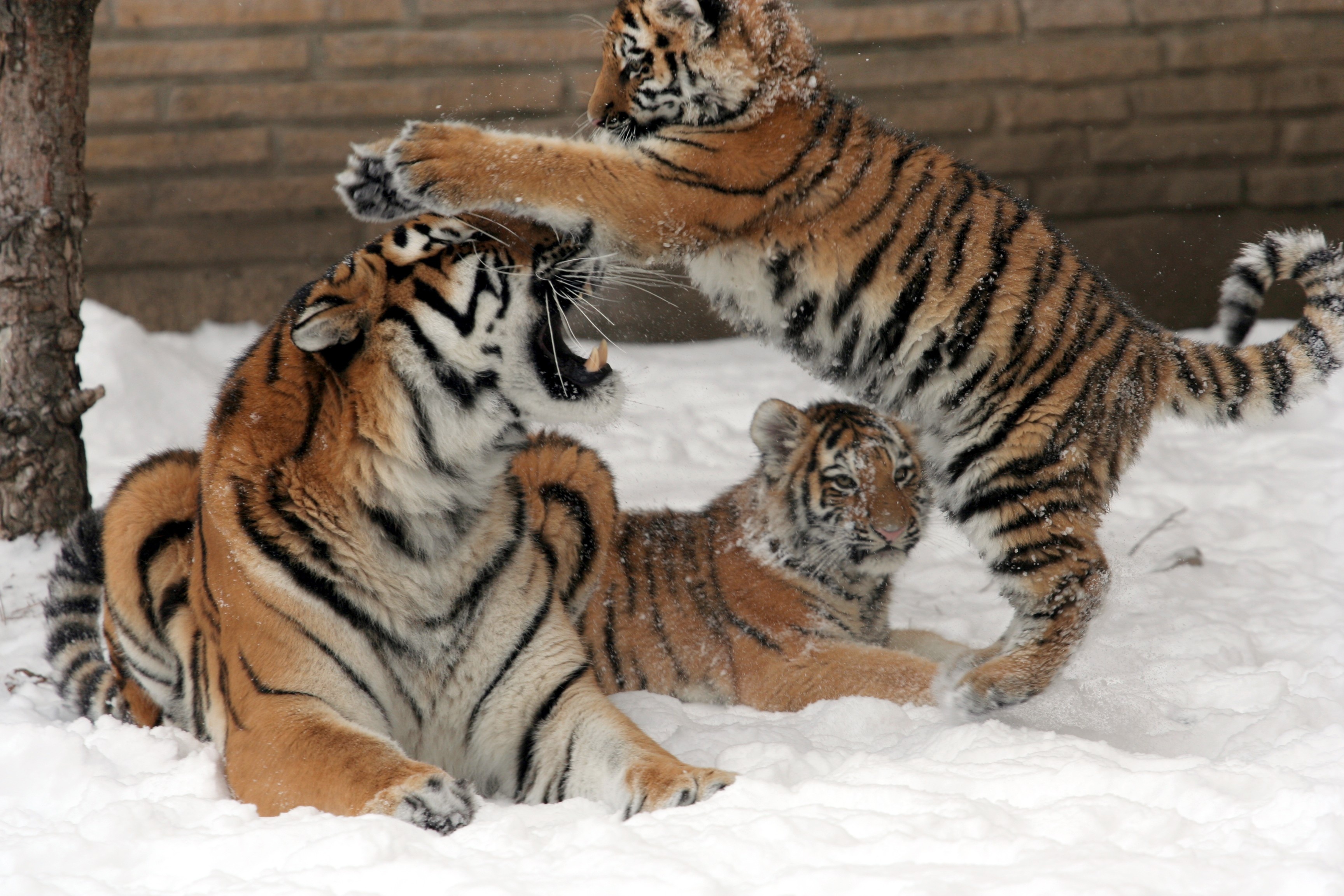 Handy-Wallpaper Katzen, Tiere, Tiger kostenlos herunterladen.