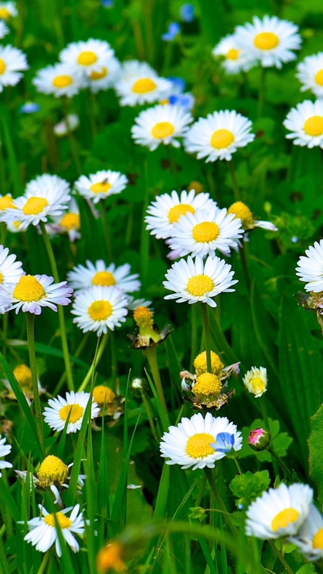 無料モバイル壁紙自然, フラワーズ, 草, 花, 閉じる, 地球, 春, デイジー, 白い花をダウンロードします。