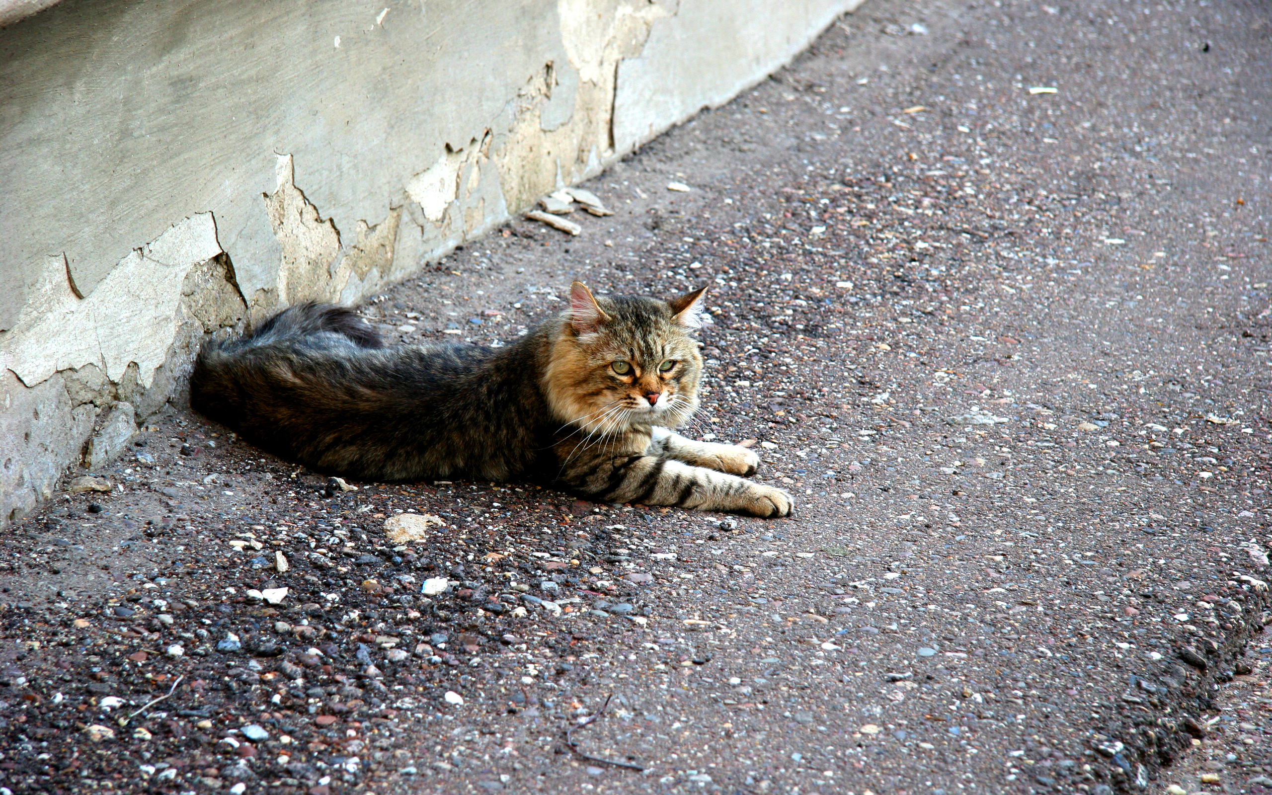 Baixar papel de parede para celular de Animais, Gatos, Gato gratuito.