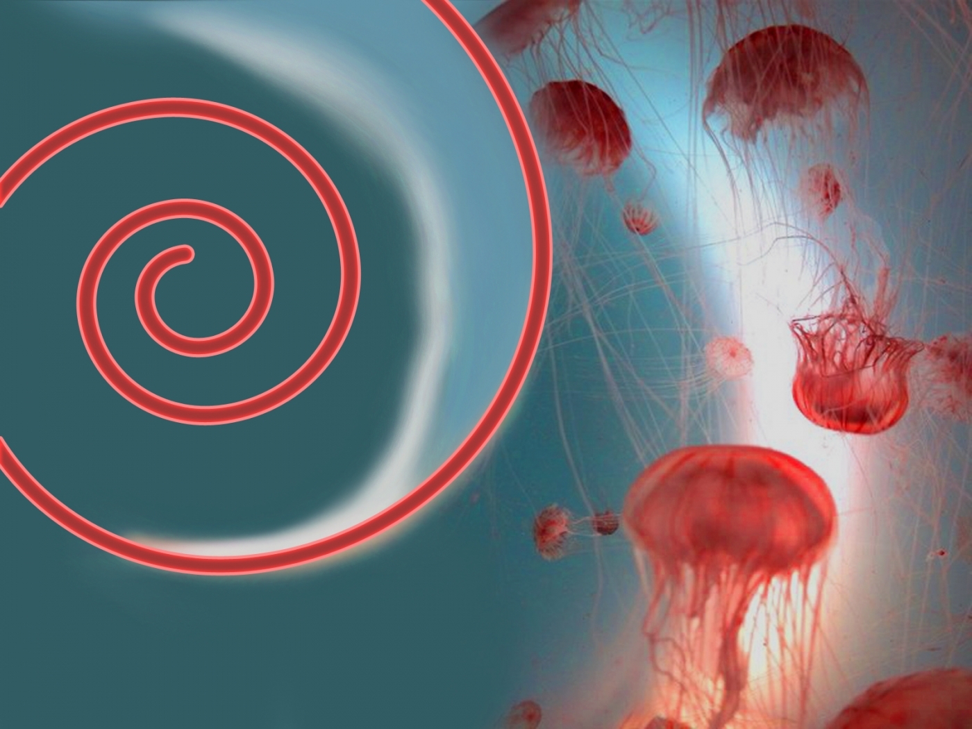 Téléchargez gratuitement l'image Jellyfish, Contexte sur le bureau de votre PC