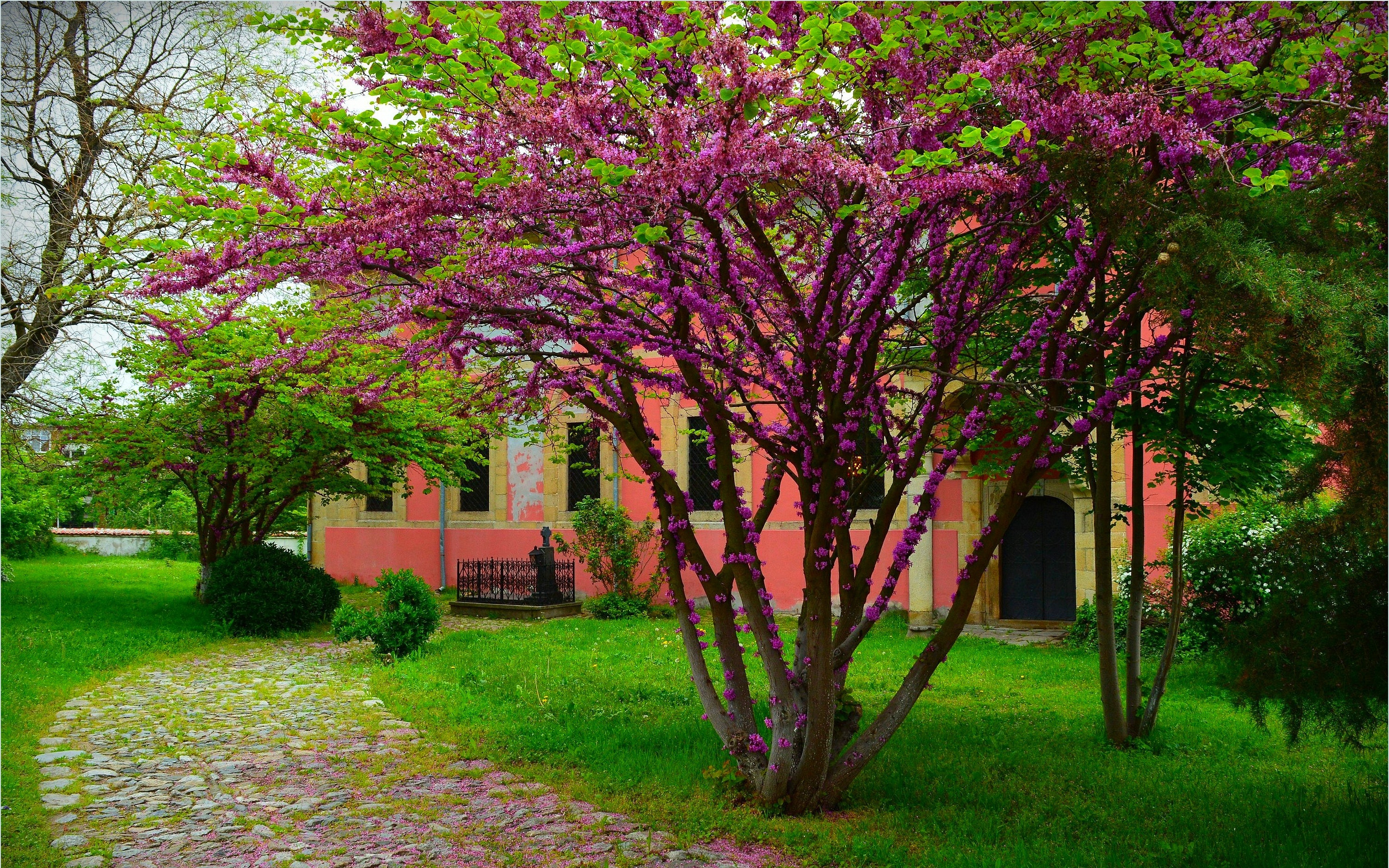 Download mobile wallpaper Tree, House, Spring, Blossom, Purple Flower, Man Made for free.
