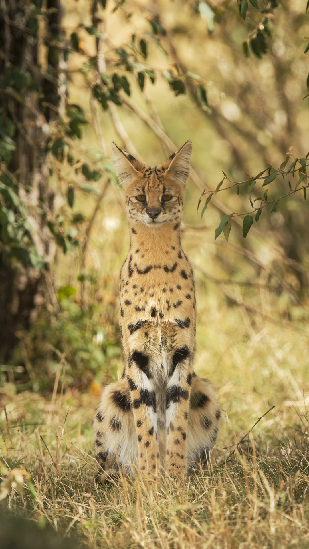 Download mobile wallpaper Cats, Animal, Serval, Depth Of Field for free.