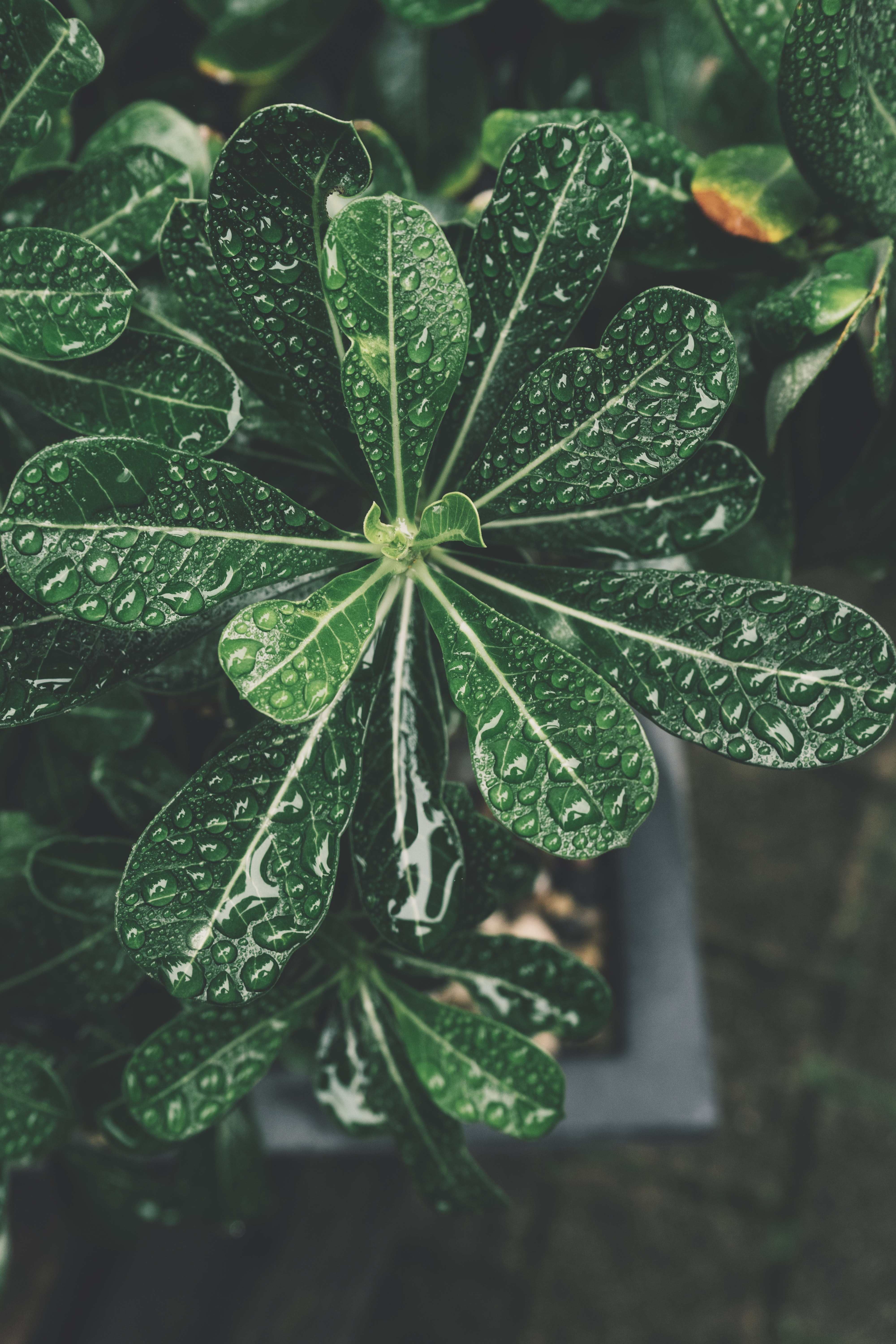 Laden Sie das Blätter, Drops, Makro, Bonsai, Pflanze-Bild kostenlos auf Ihren PC-Desktop herunter