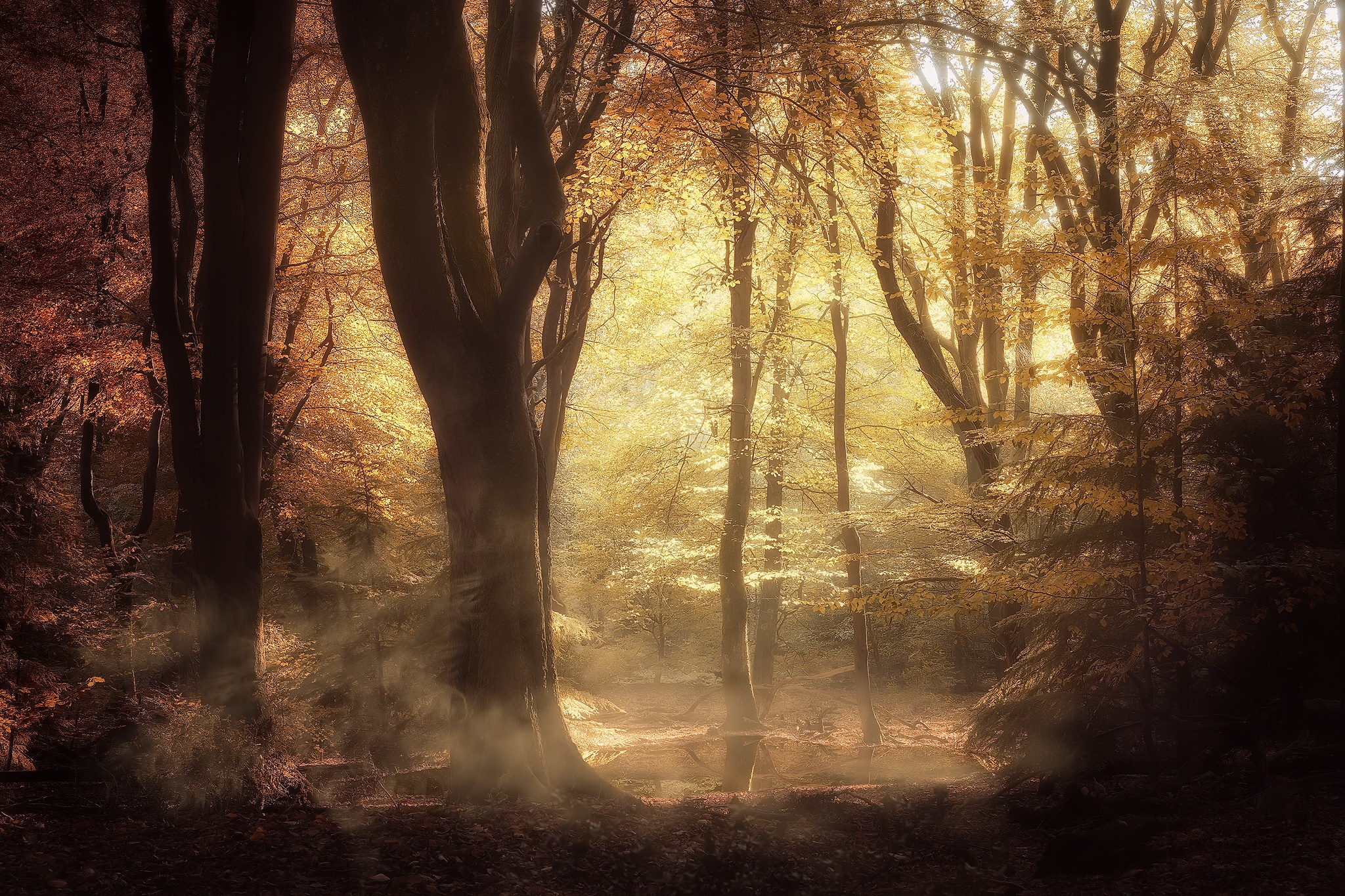 Handy-Wallpaper Natur, Herbst, Wald, Sonnenlicht, Erde/natur kostenlos herunterladen.