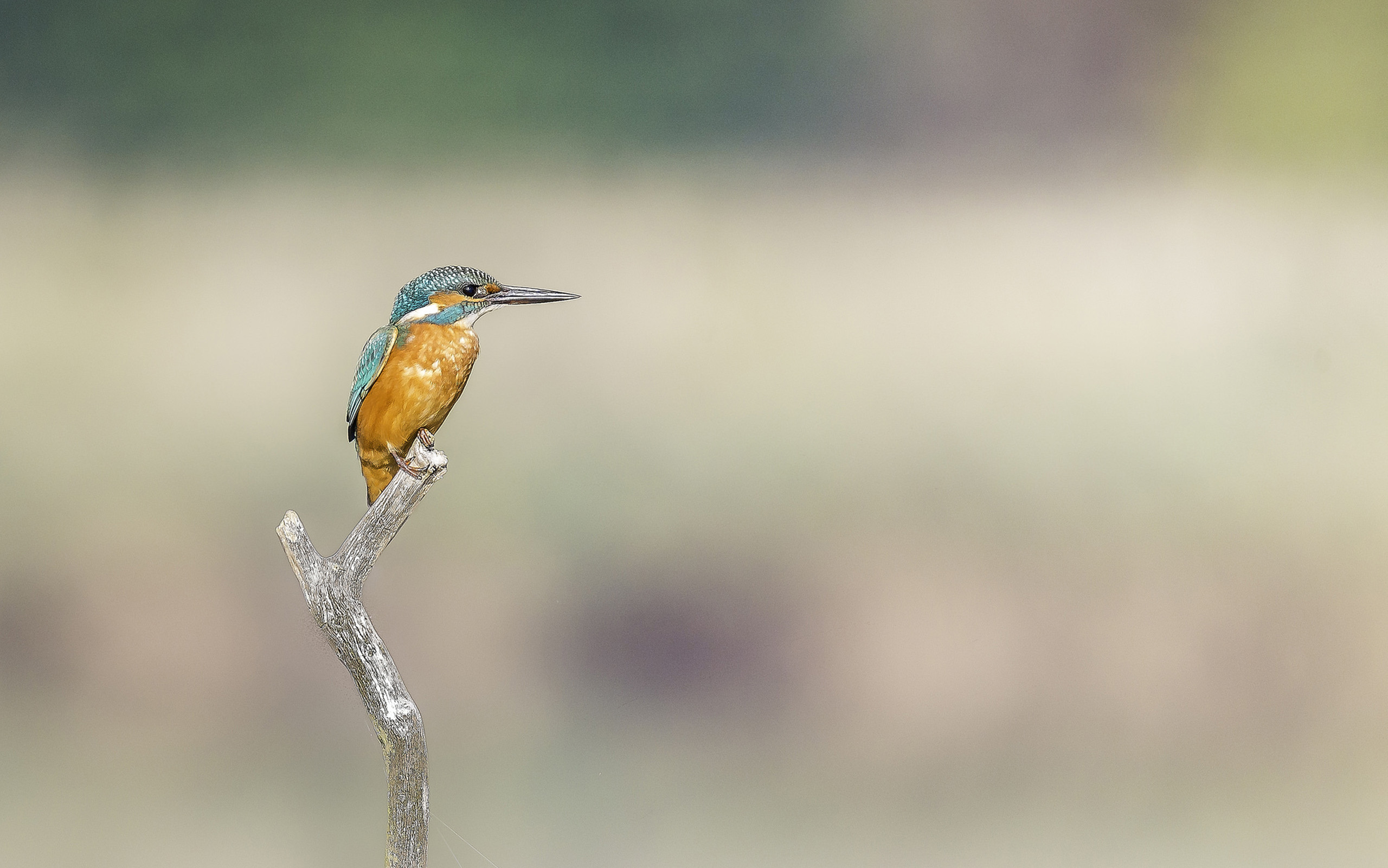 Download mobile wallpaper Kingfisher, Bird, Birds, Animal for free.