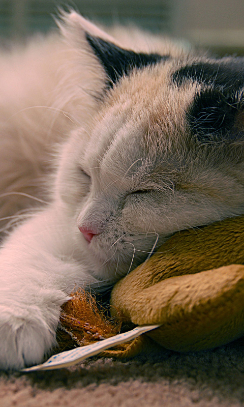 Download mobile wallpaper Cats, Cat, Kitten, Toy, Animal, Sleeping, Cute for free.