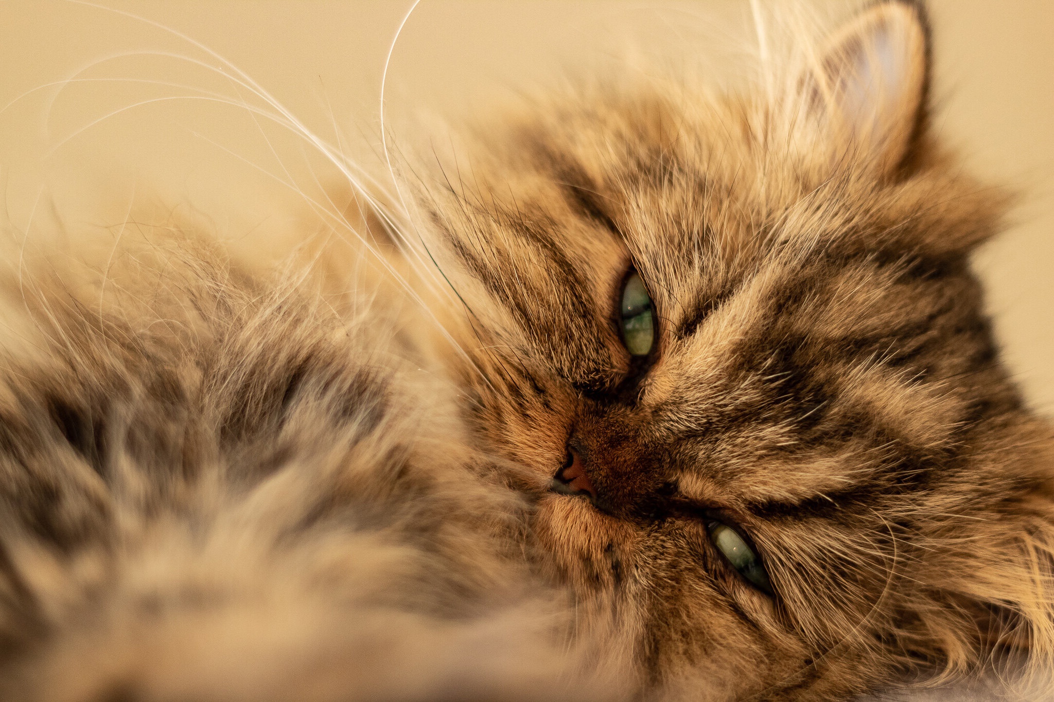 Laden Sie das Tiere, Katzen, Katze, Persische Katze, Starren-Bild kostenlos auf Ihren PC-Desktop herunter