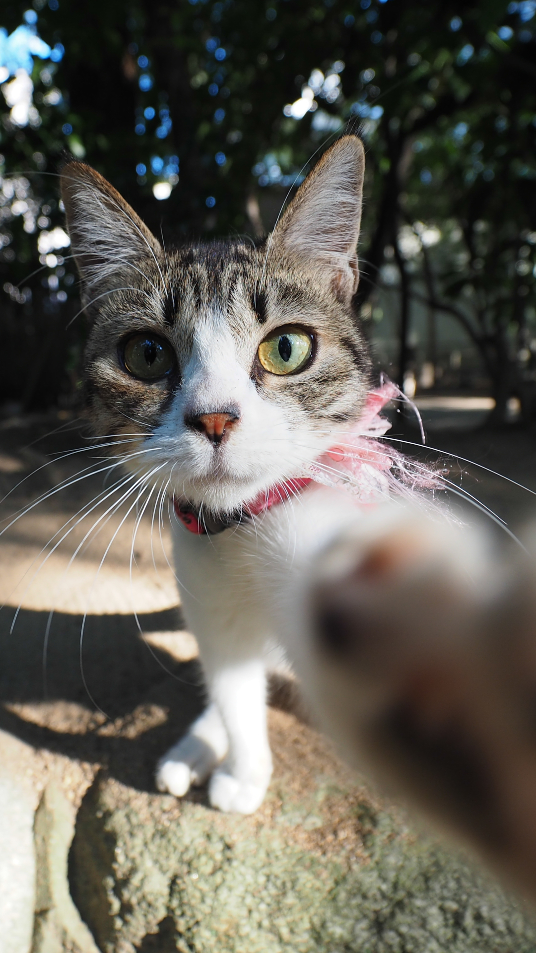 無料モバイル壁紙動物, ネコ, 猫をダウンロードします。