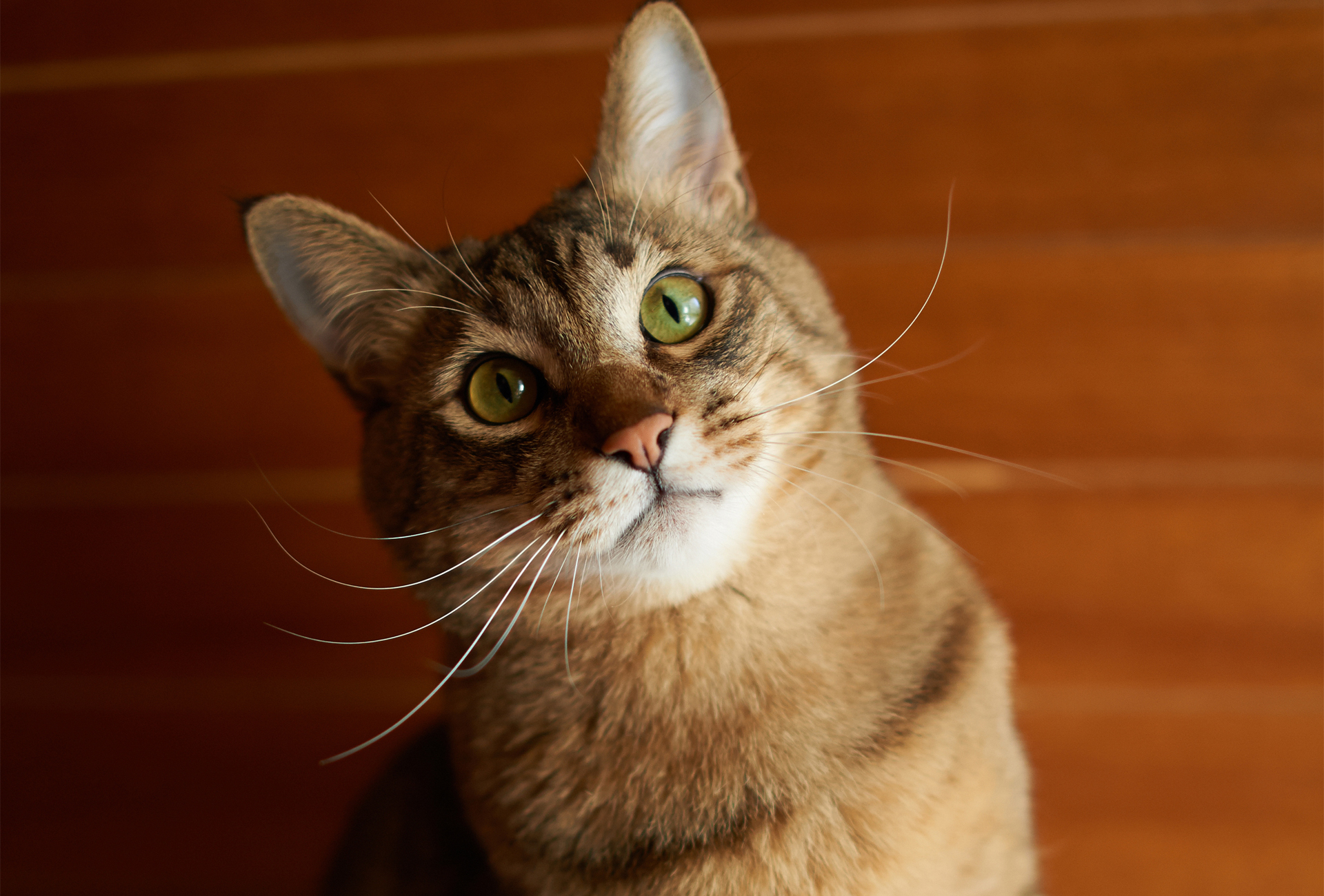 Baixe gratuitamente a imagem Animais, Gatos, Gato na área de trabalho do seu PC