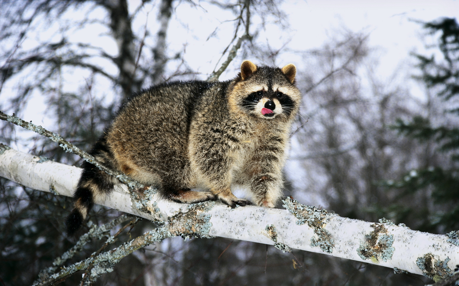 Free download wallpaper Animal, Raccoon on your PC desktop