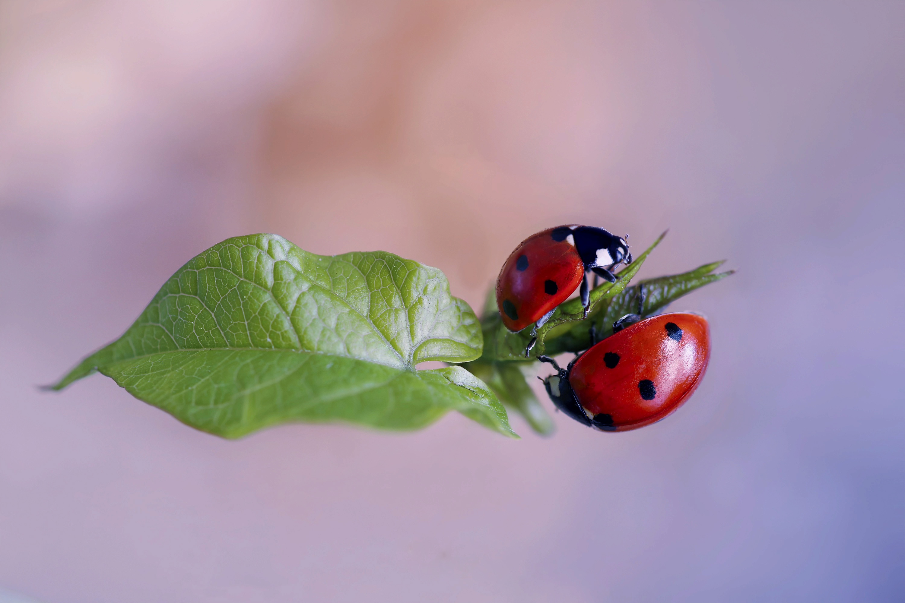 Descarga gratuita de fondo de pantalla para móvil de Animales, Insecto, Mariquita, Macrofotografía.