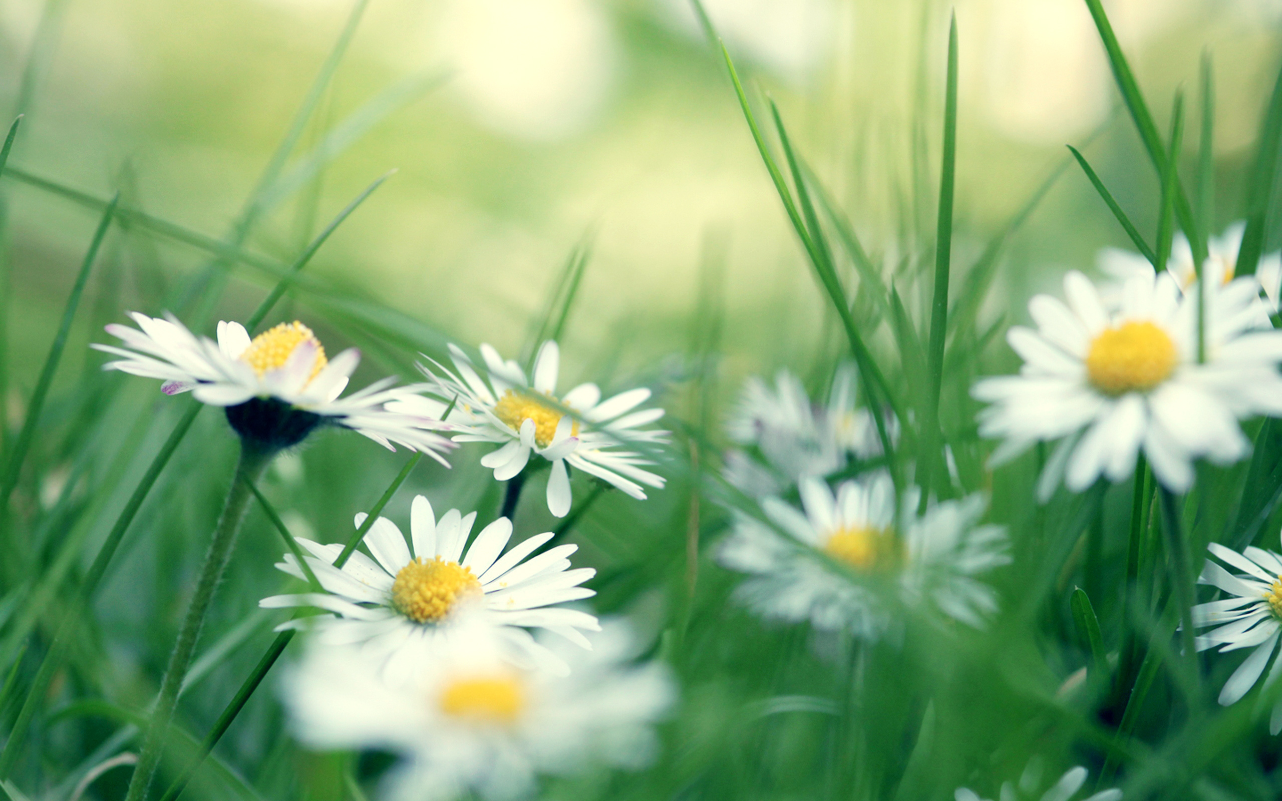 Téléchargez gratuitement l'image Fleur, Terre/nature sur le bureau de votre PC