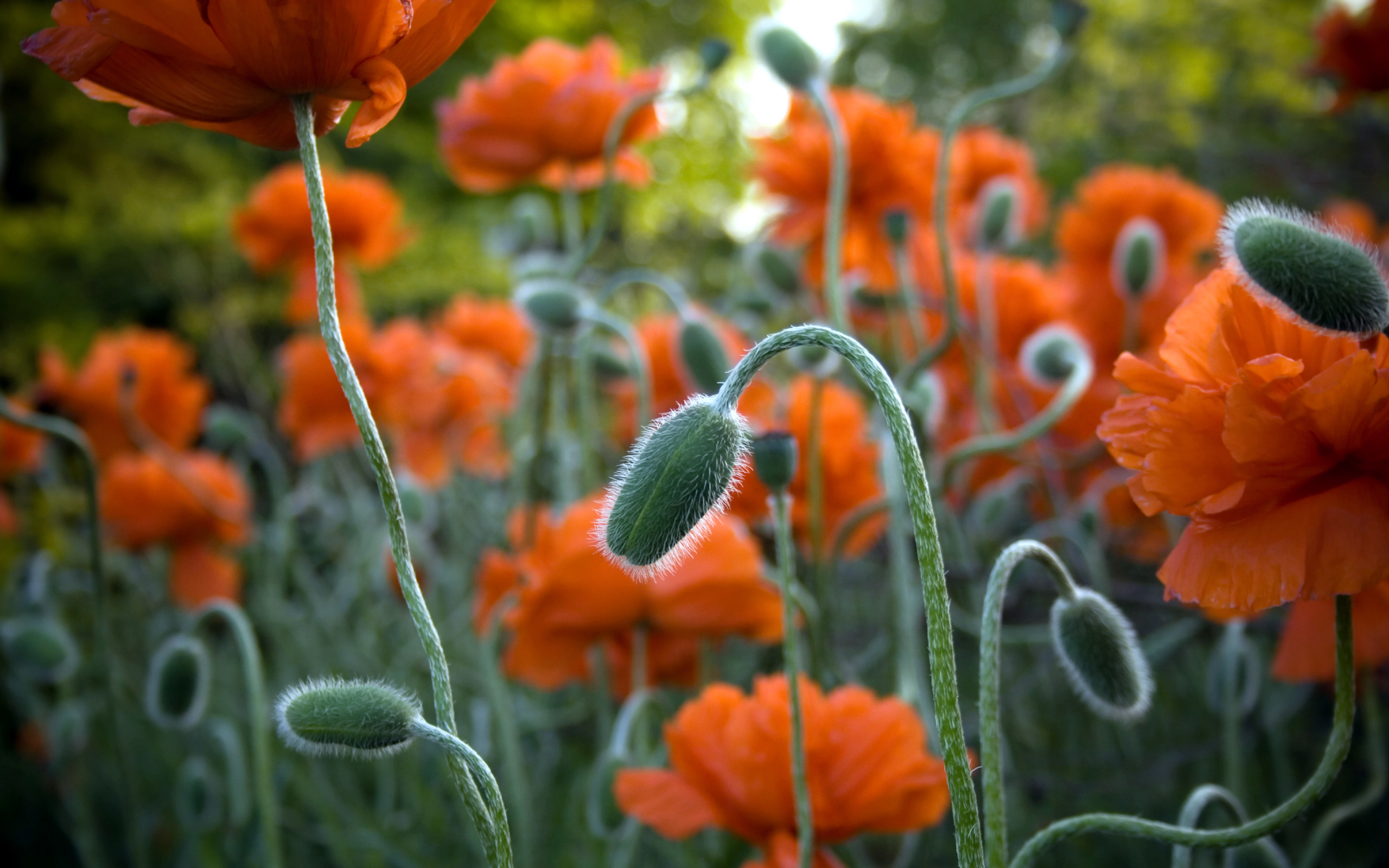 Download mobile wallpaper Poppy, Flowers, Flower, Earth for free.