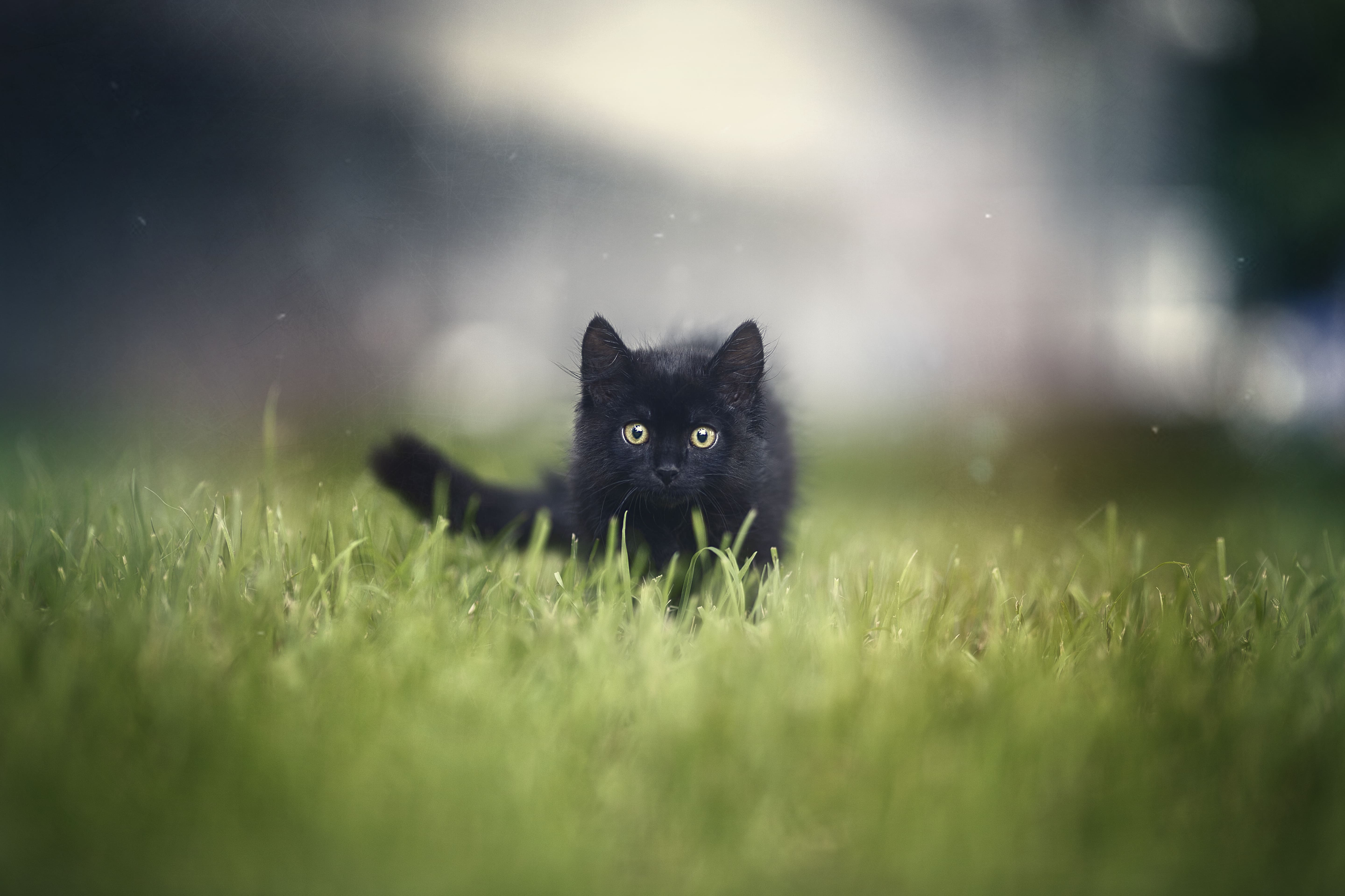 Download mobile wallpaper Cats, Grass, Cat, Kitten, Animal, Baby Animal, Stare for free.