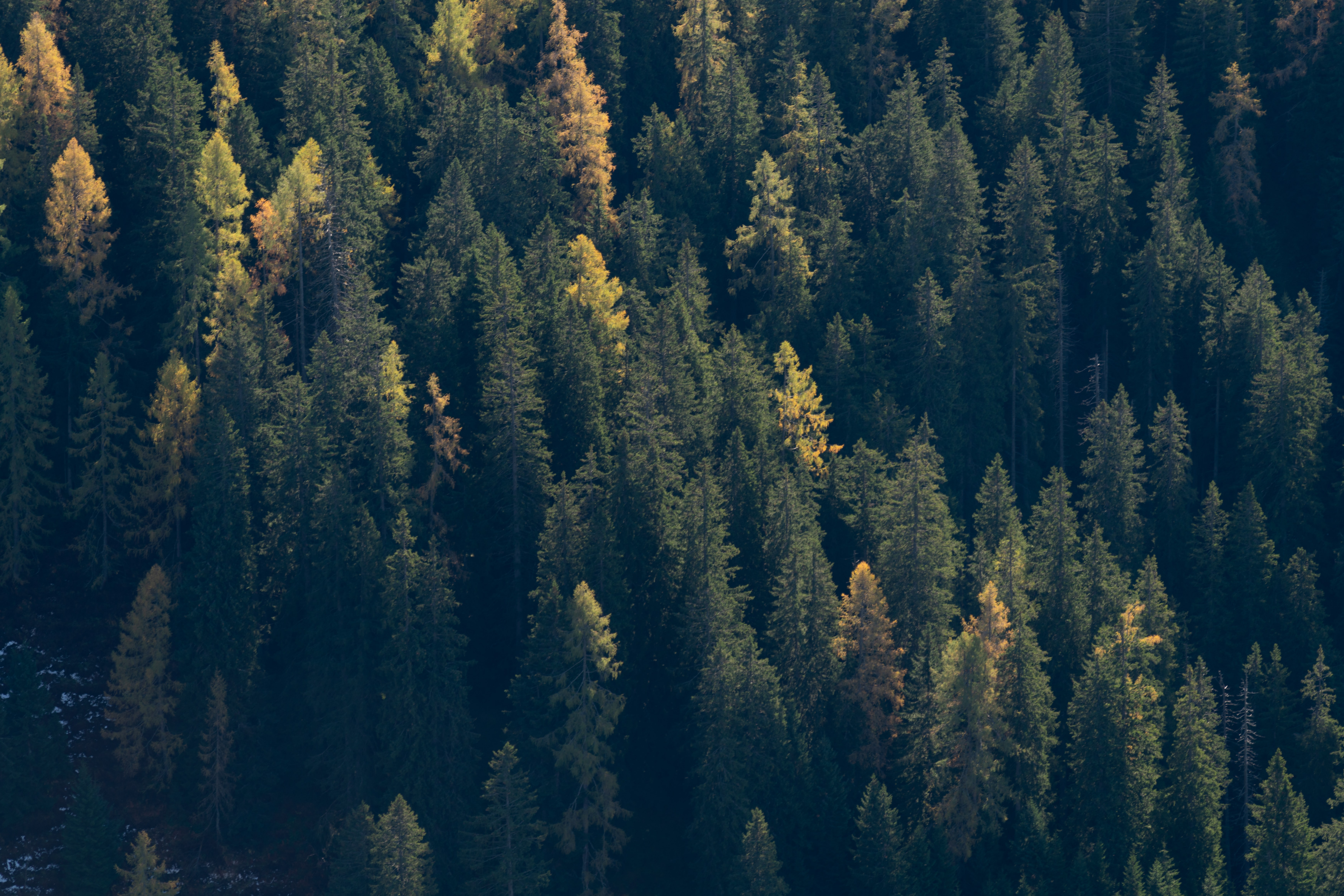 Free download wallpaper Trees, Forest, Spruce, Fir, Nature, Dark on your PC desktop