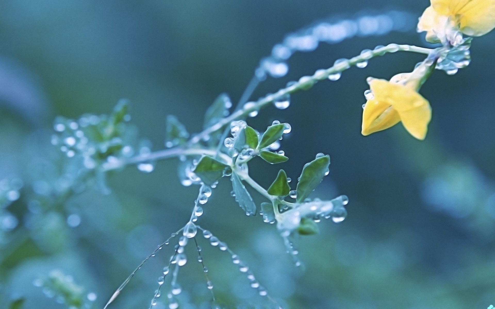 Descarga gratuita de fondo de pantalla para móvil de Tierra/naturaleza, Gota De Agua.