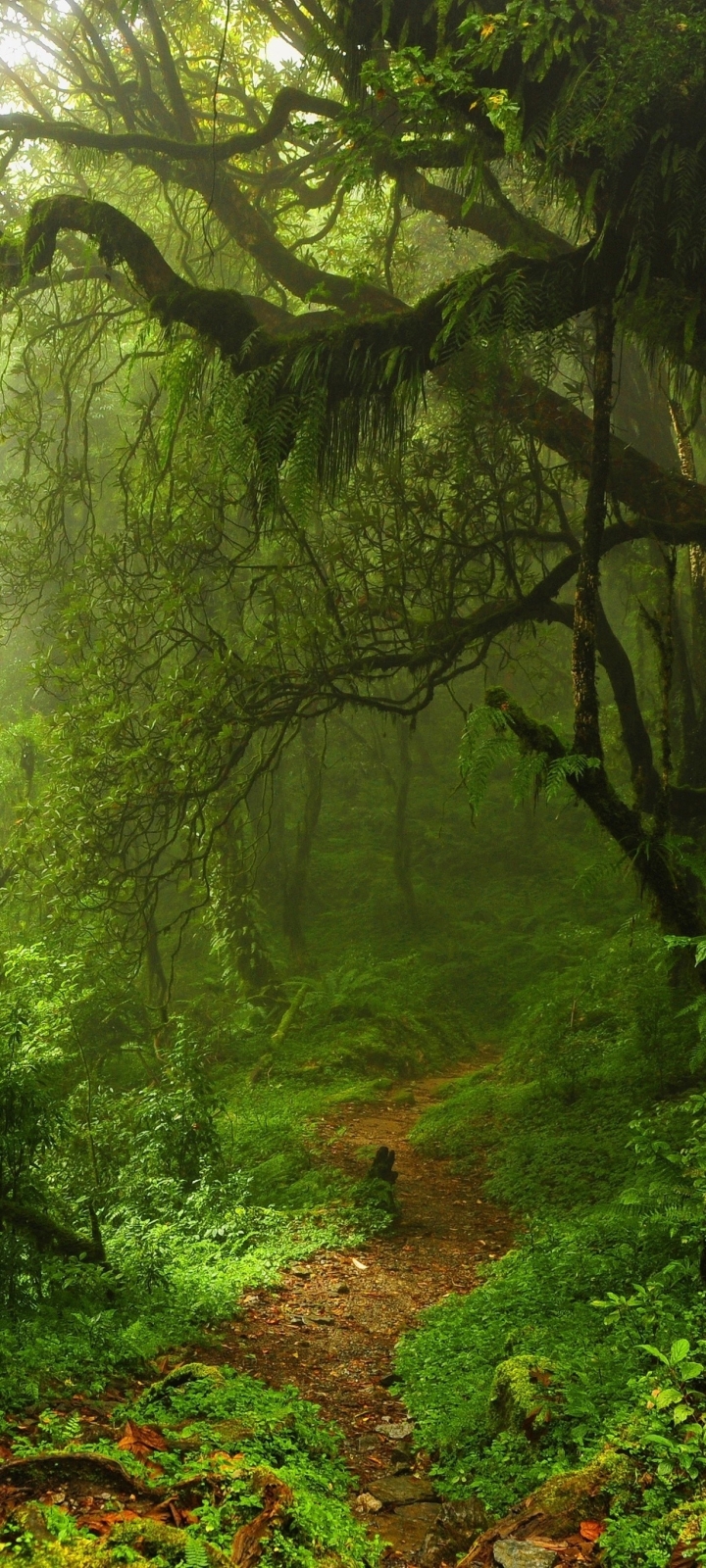 Download mobile wallpaper Nature, Forest, Earth, Path, Moss, Greenery for free.