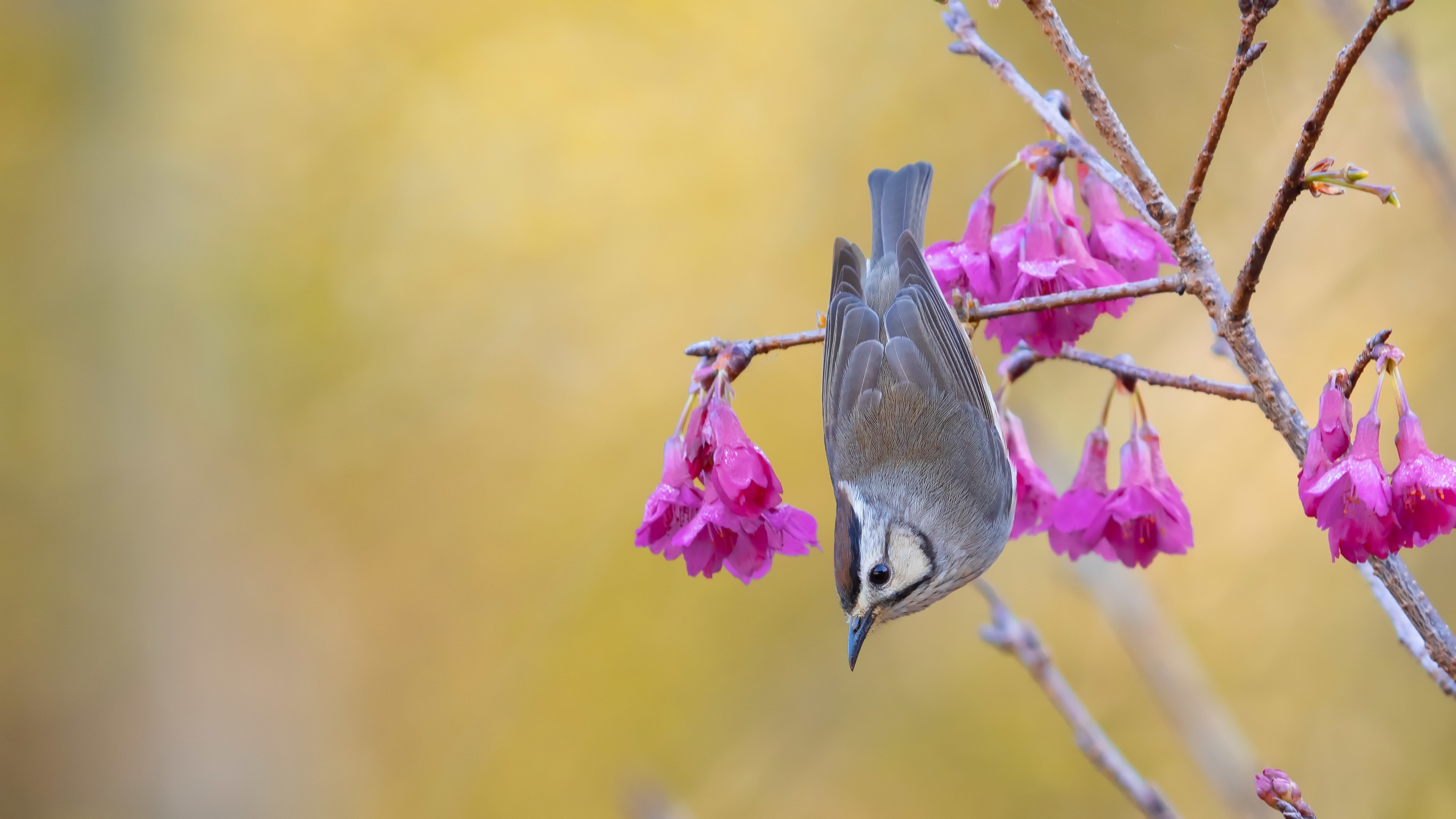 Die besten Taiwan Yuhina-Hintergründe für den Telefonbildschirm