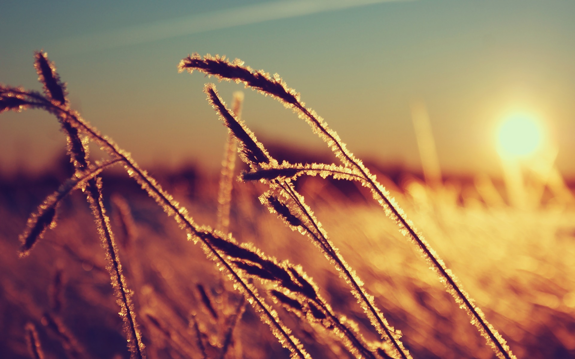 Laden Sie das Landschaft, Weizen, Feld, Szene, Erde/natur-Bild kostenlos auf Ihren PC-Desktop herunter